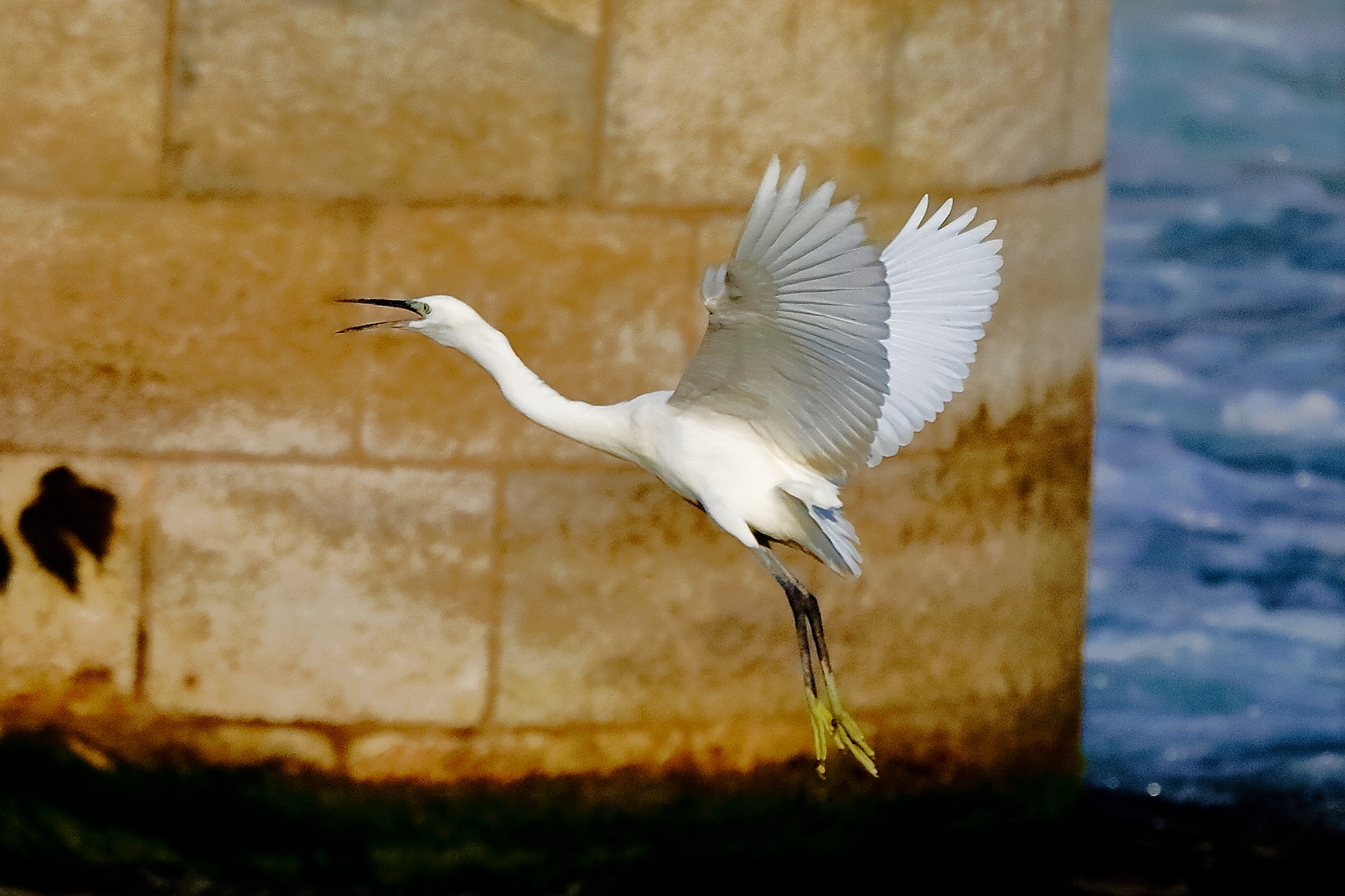 Garzetta 19 ottobre 2022