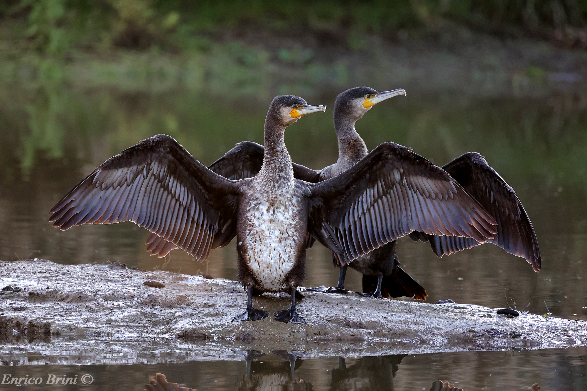 Cormorants