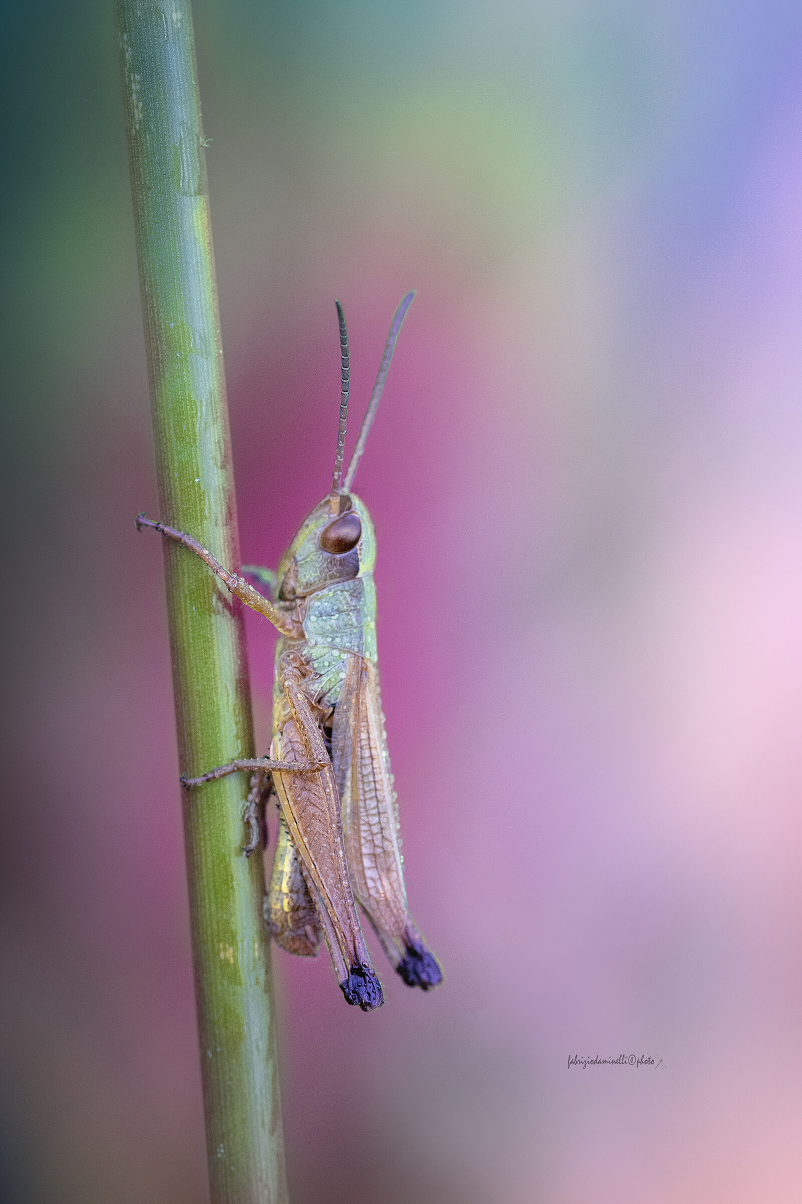 Pseudochorthippus parallelus parallelus