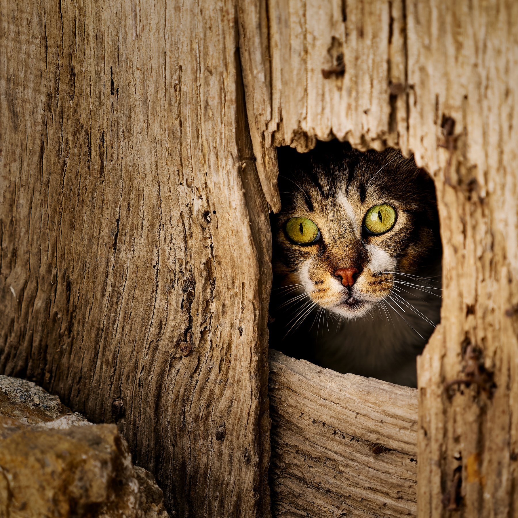 Cucù