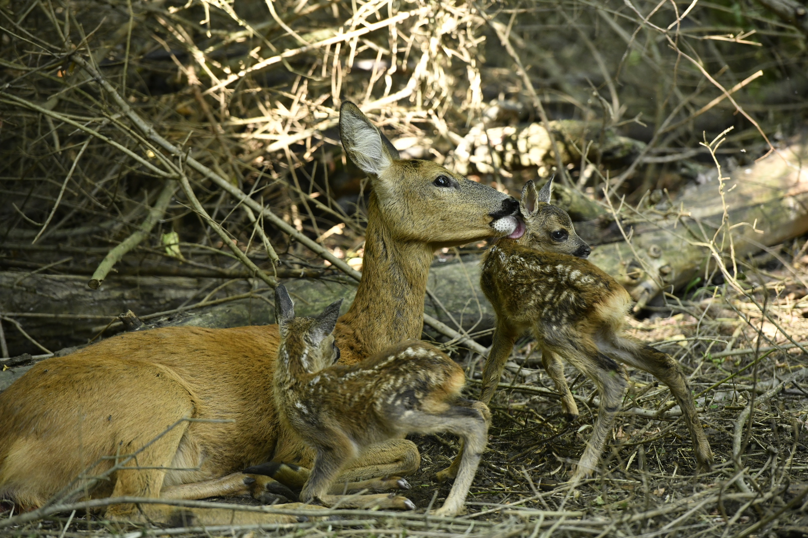 Capriola con piccoli