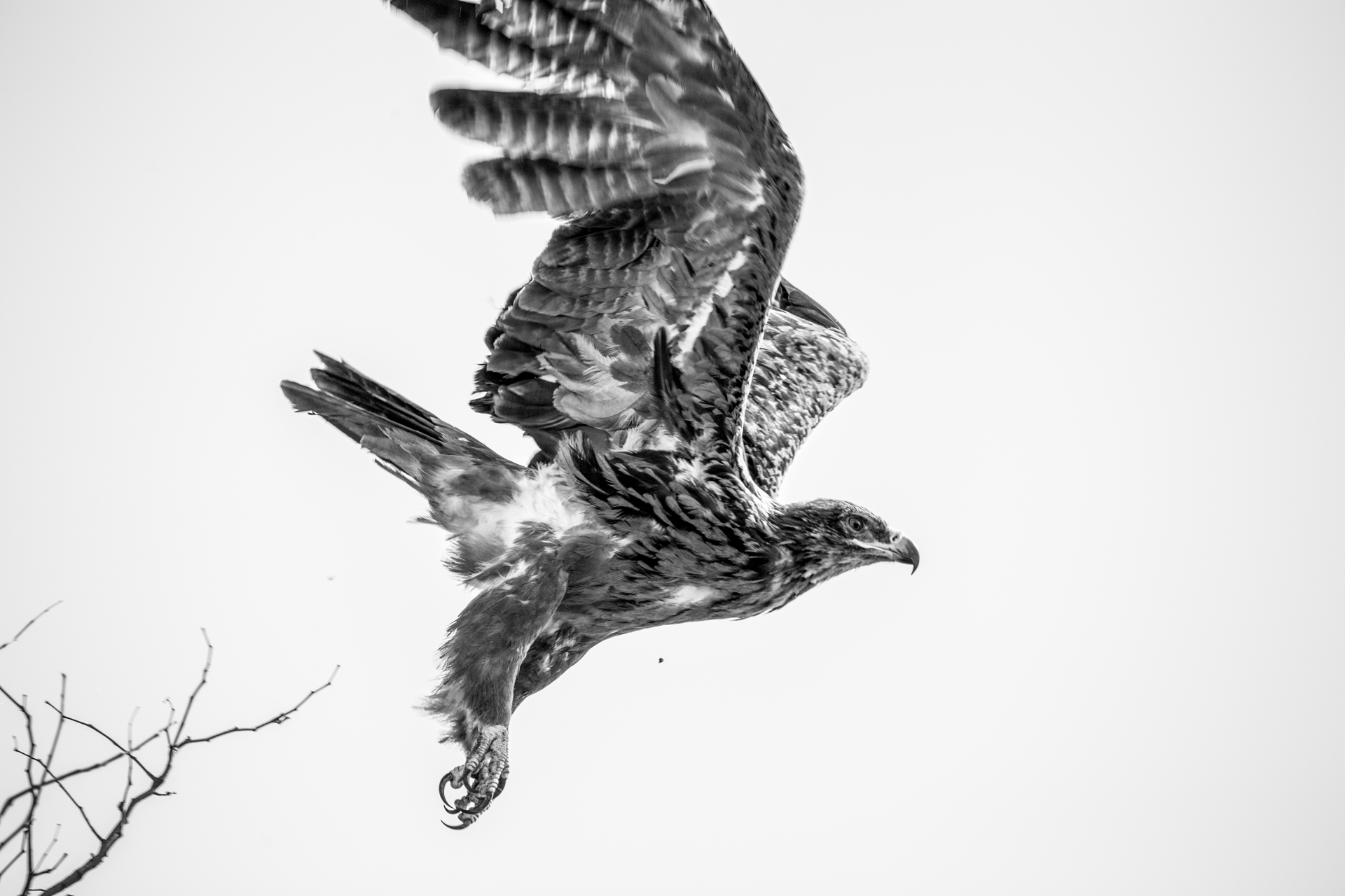 Kruger National Park BW