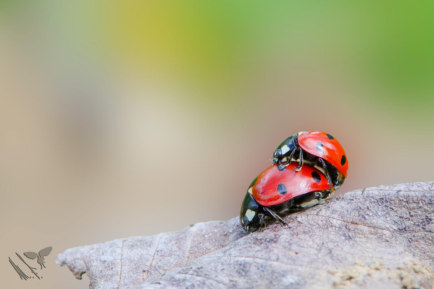 Coccinelle