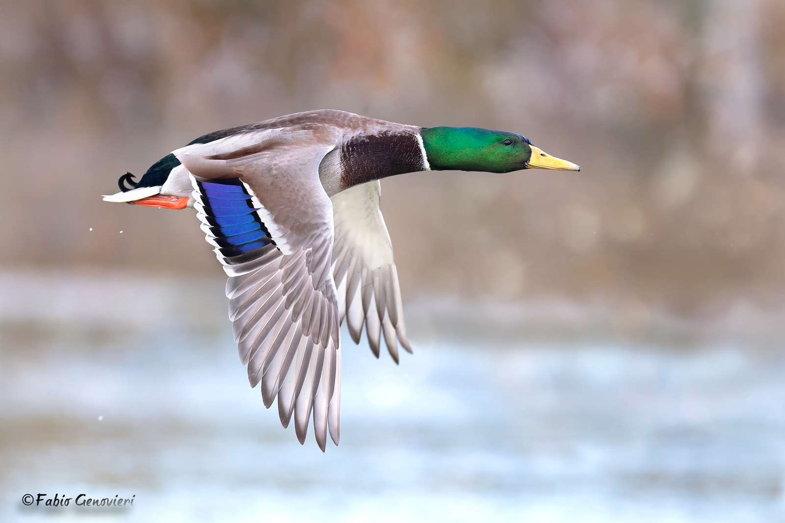 Mallard