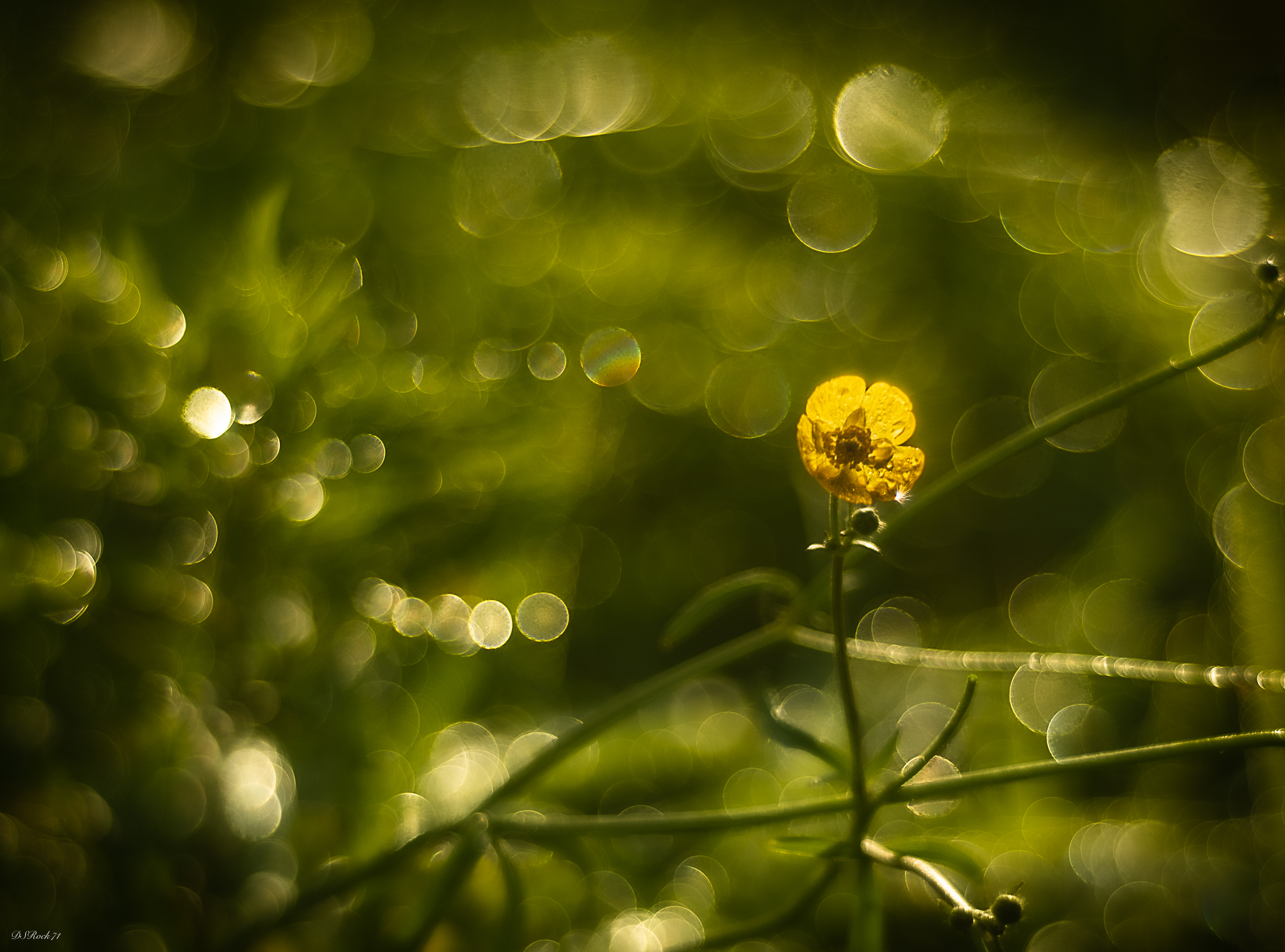 Flower in backlight
