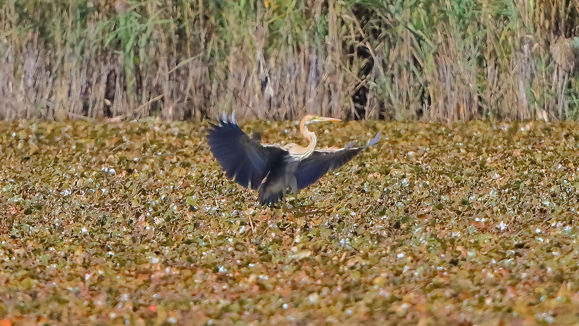 airone rosso 20-09-2022