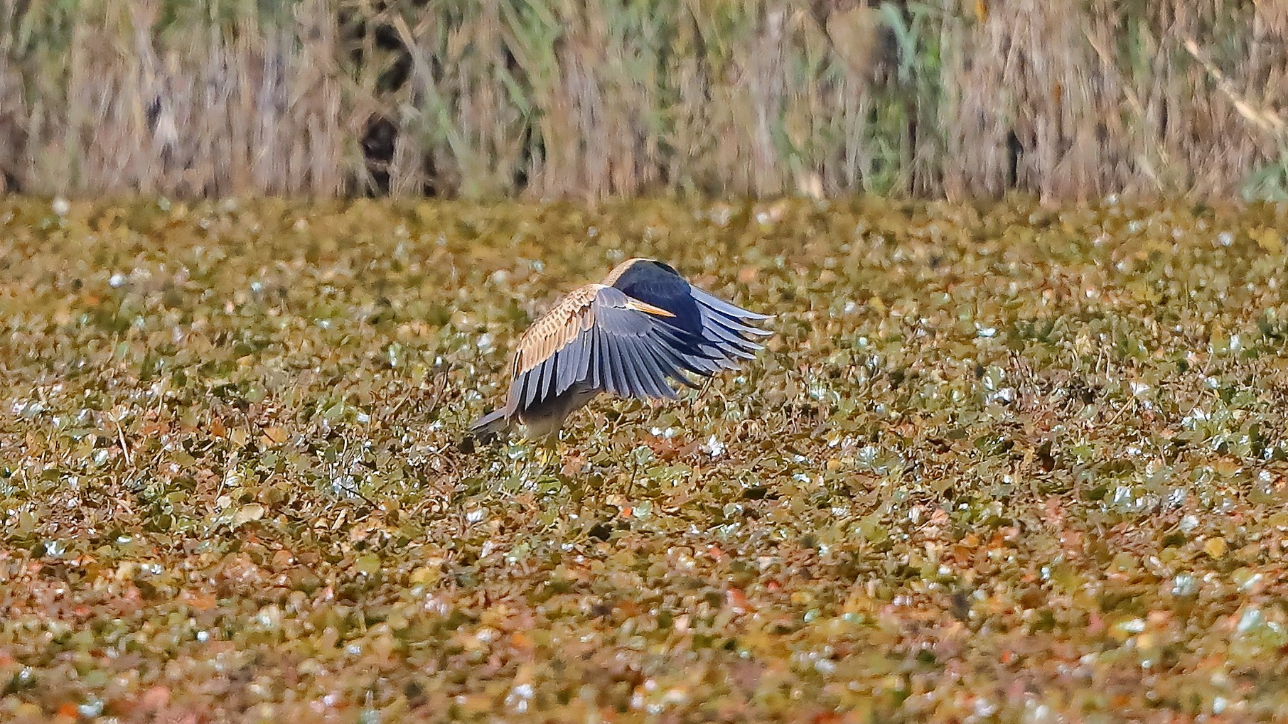 airone rosso 20-09-2022