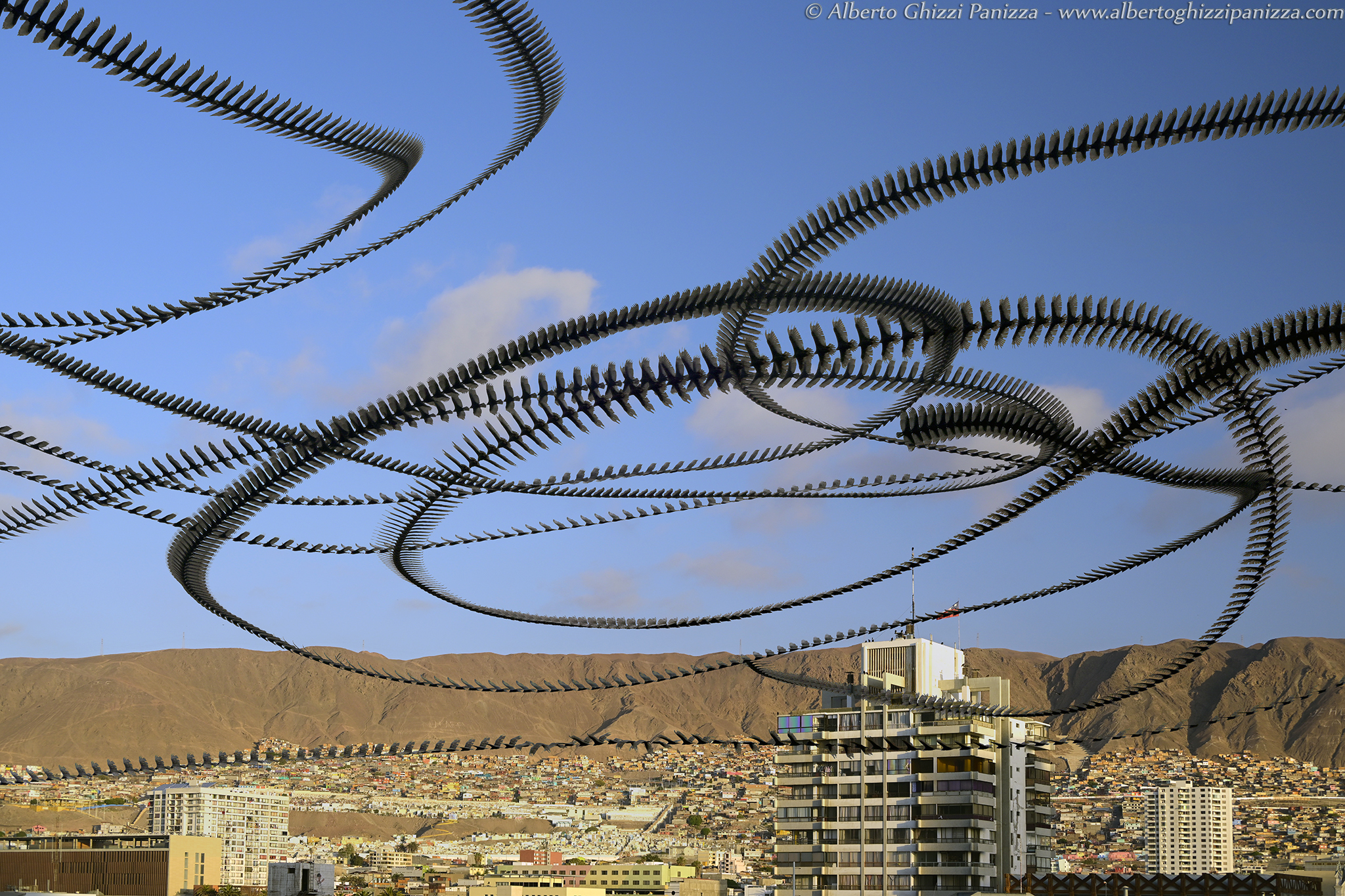 I movimenti degli avvoltoi ad Antofagasta - Cile #2