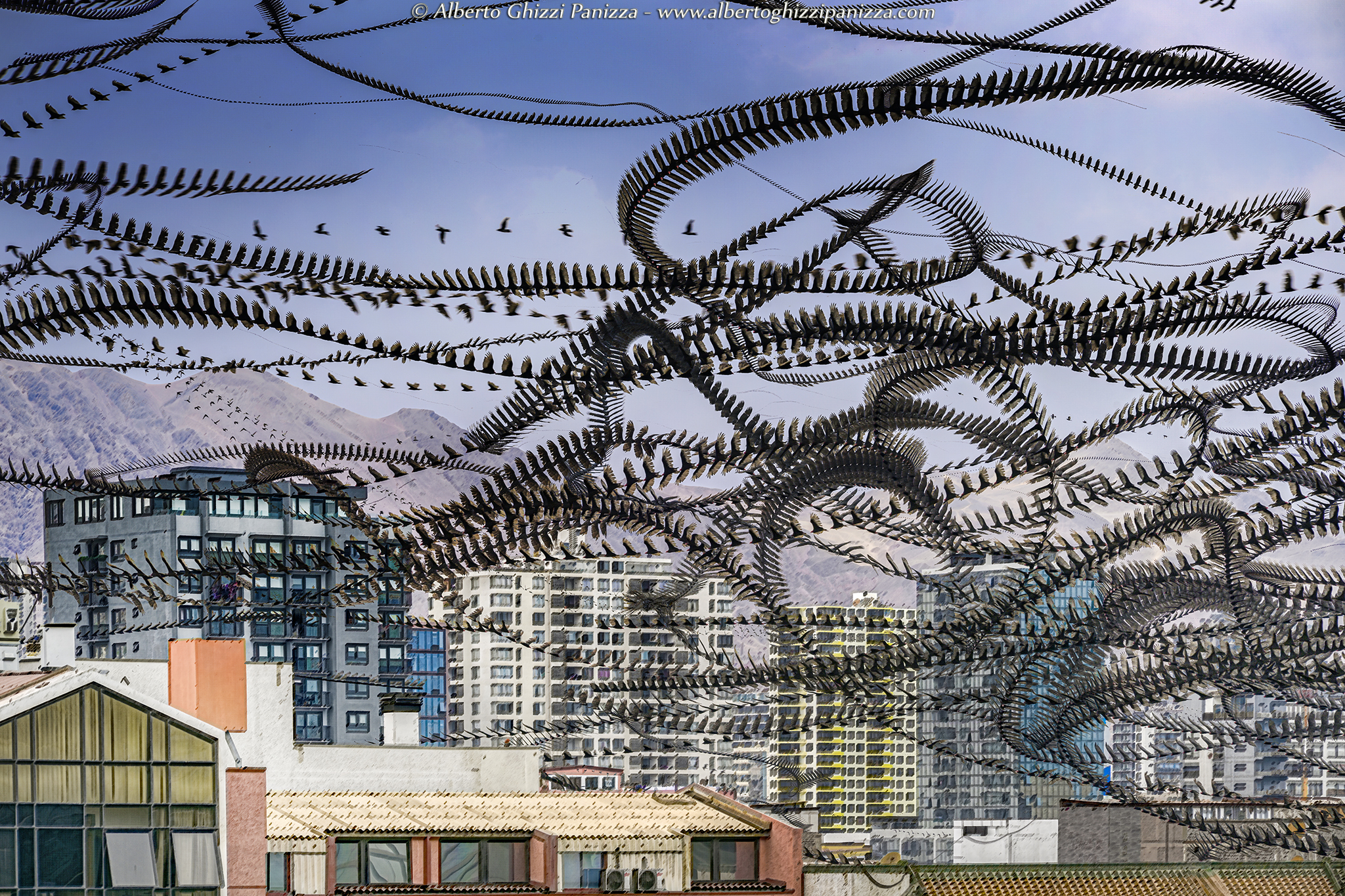 I movimenti degli avvoltoi ad Antofagasta - Cile #3