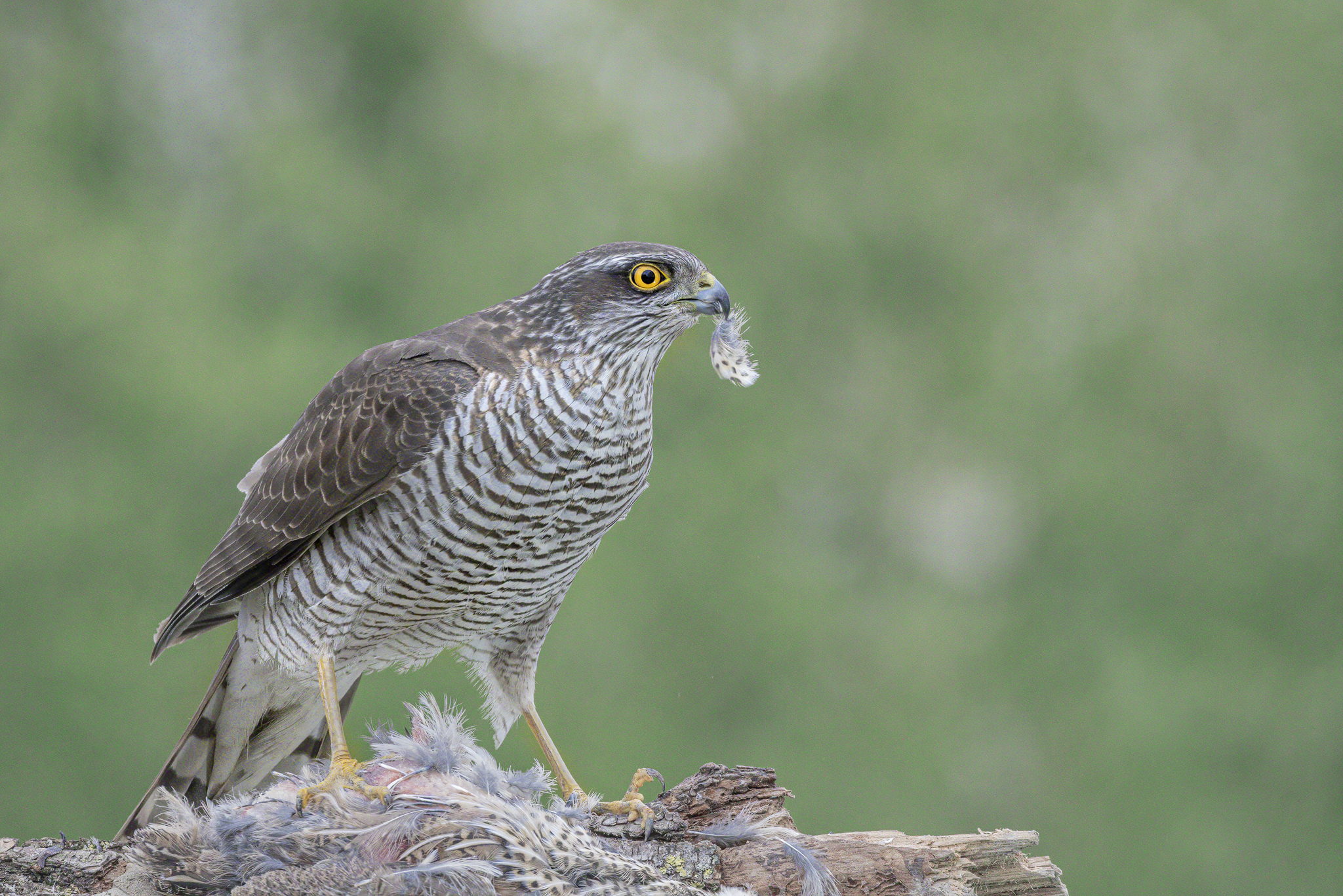 Sparrowhawk