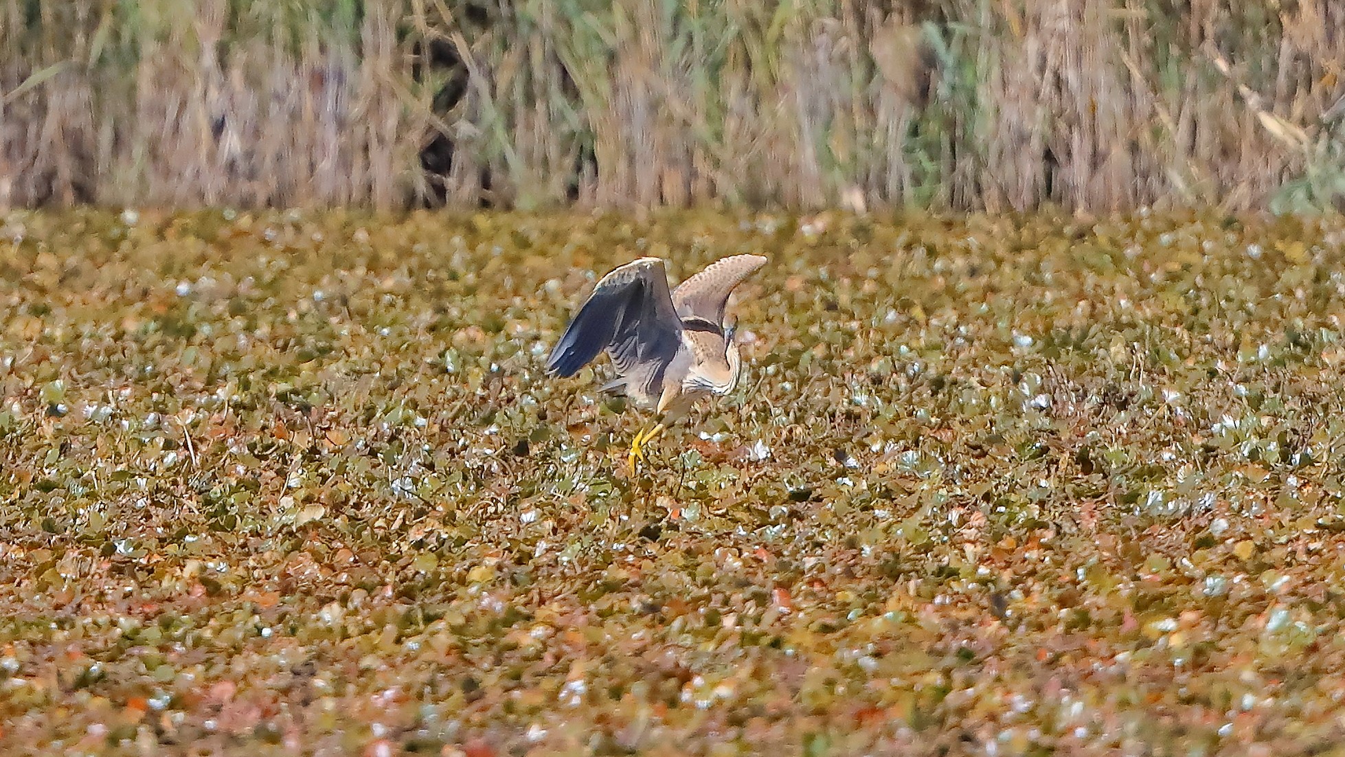 airone rosso 20-09-2022