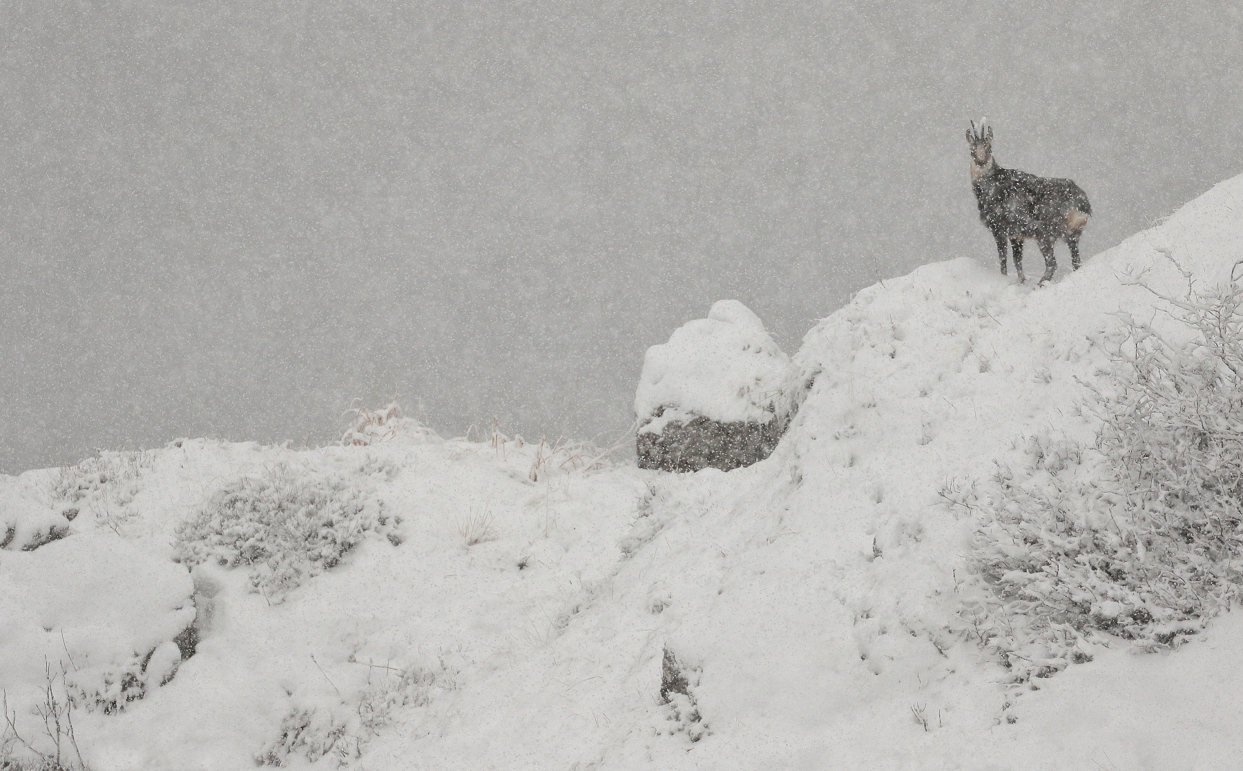 Let it snow...