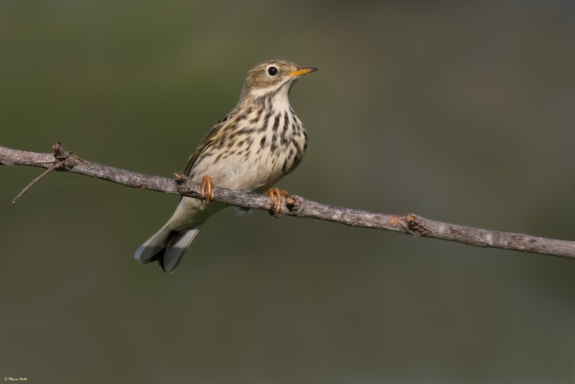 Pispola (Anthus pratensis)