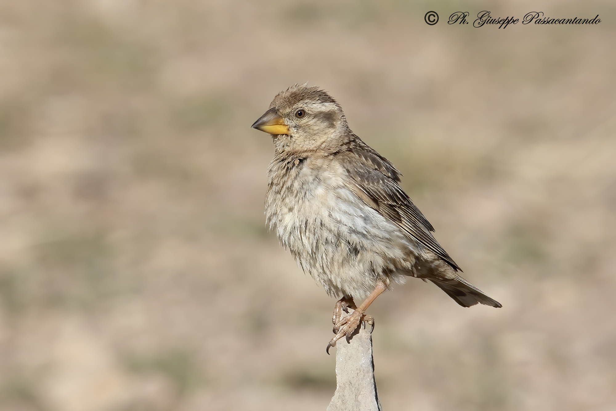 Passera lagia increasingly rare