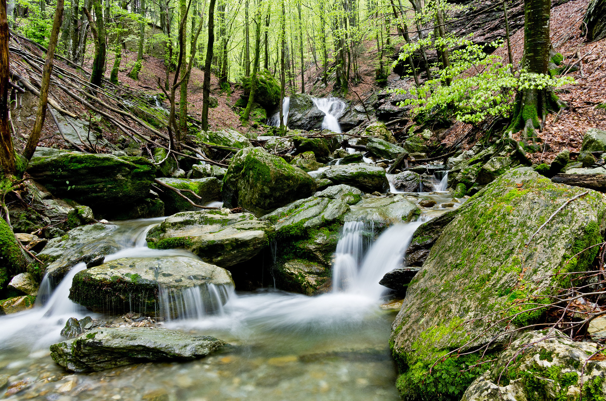 Spring in the forest