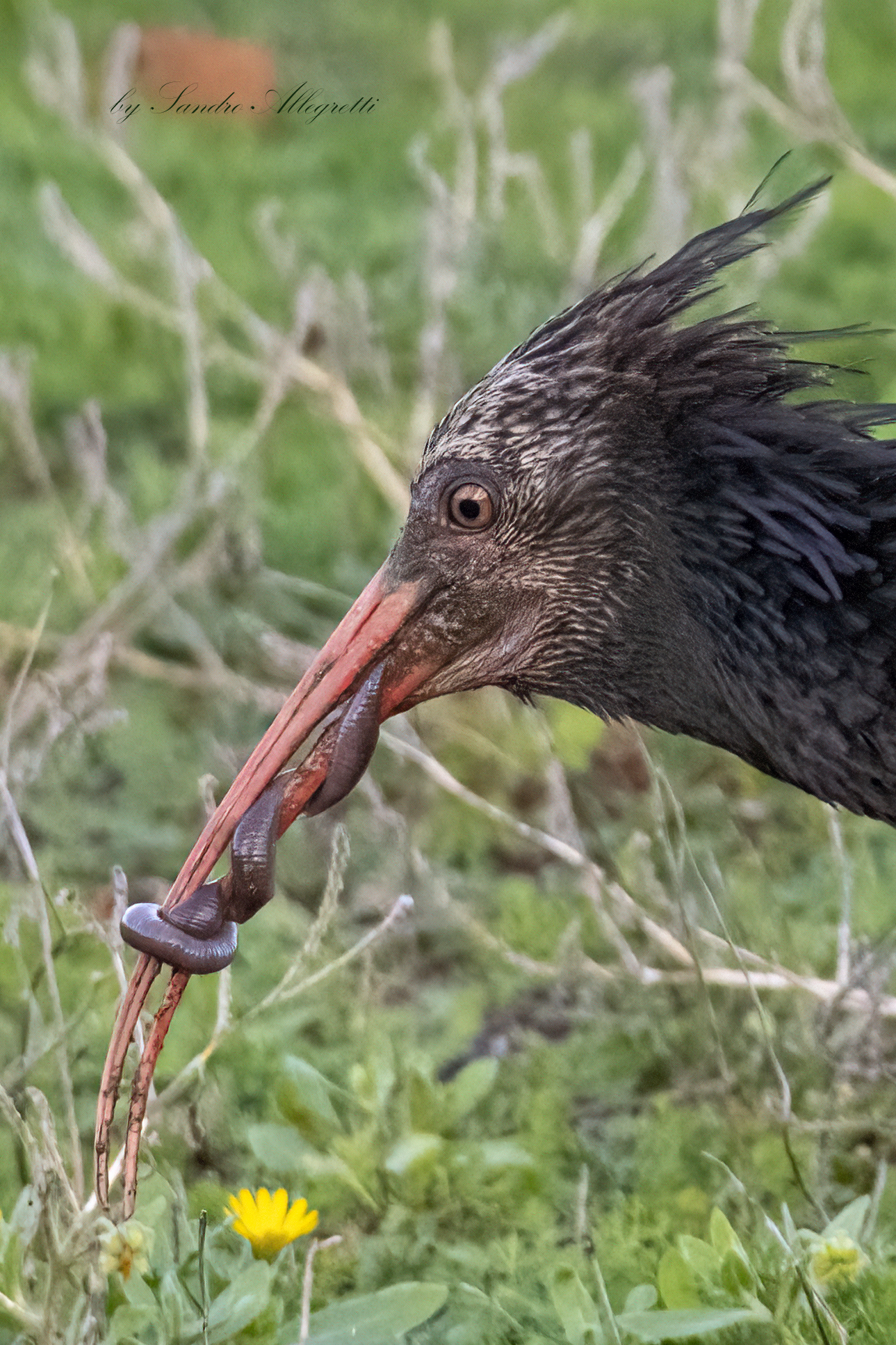 L'ibis eremita (Geronticus eremita)