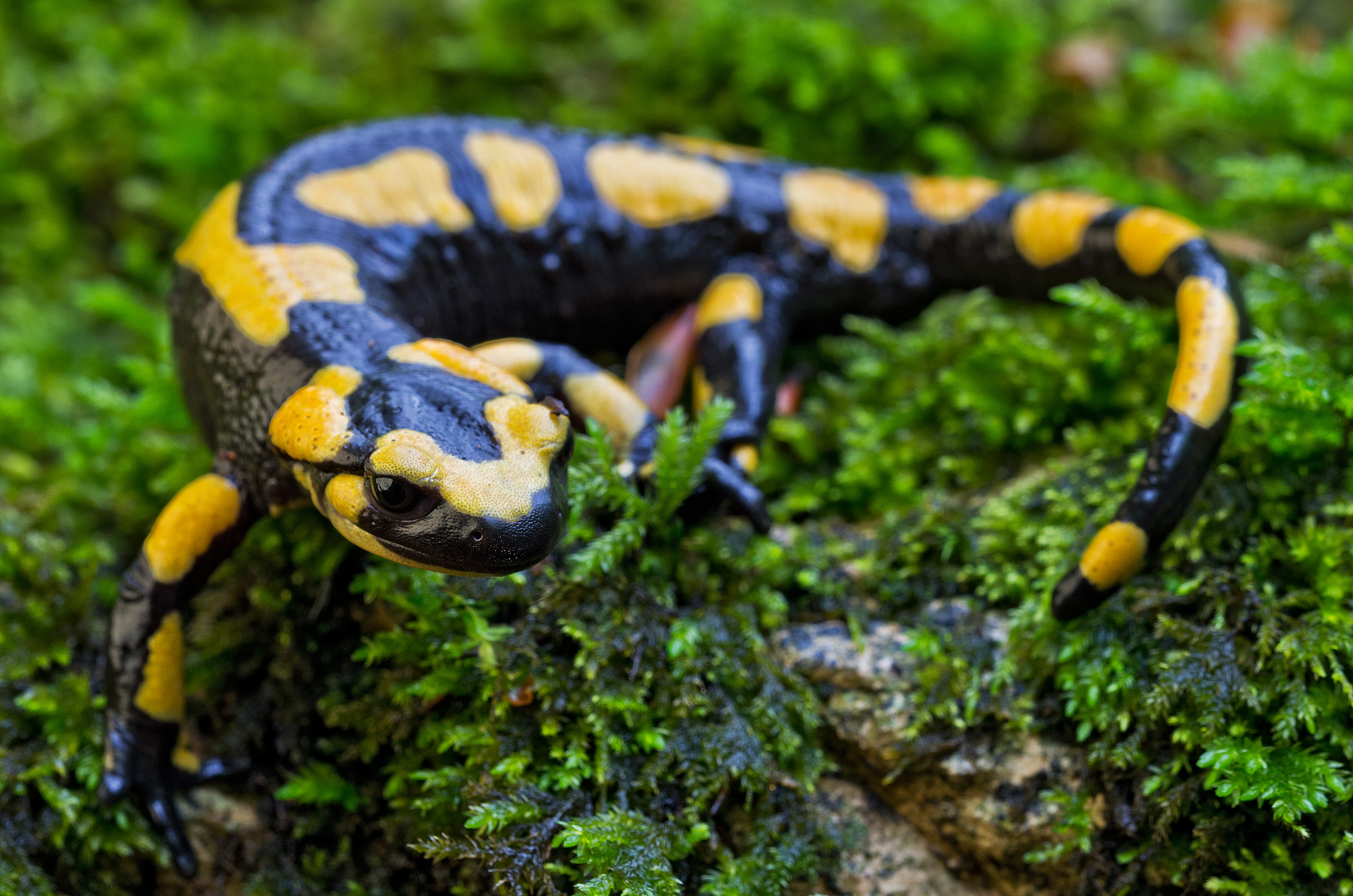 Salamandra salamandra (Linnaeus, 1758) - Salamandridae,