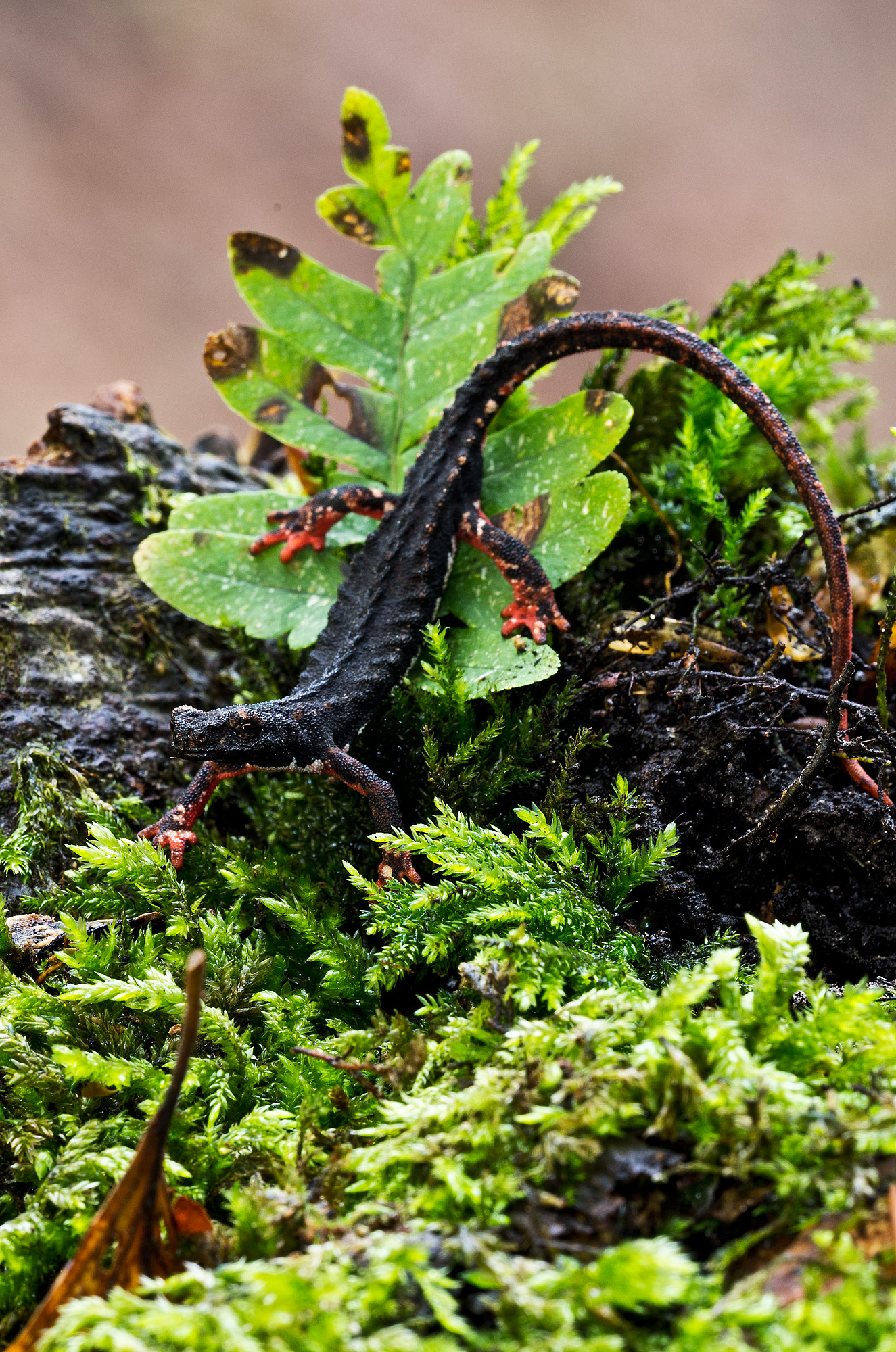 Salamandrina terdigitata-Bonnaterre, 1789 Salamandridae
