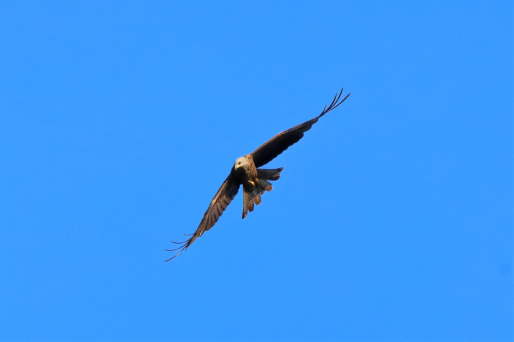 Nibbio bruno 02-08-2022