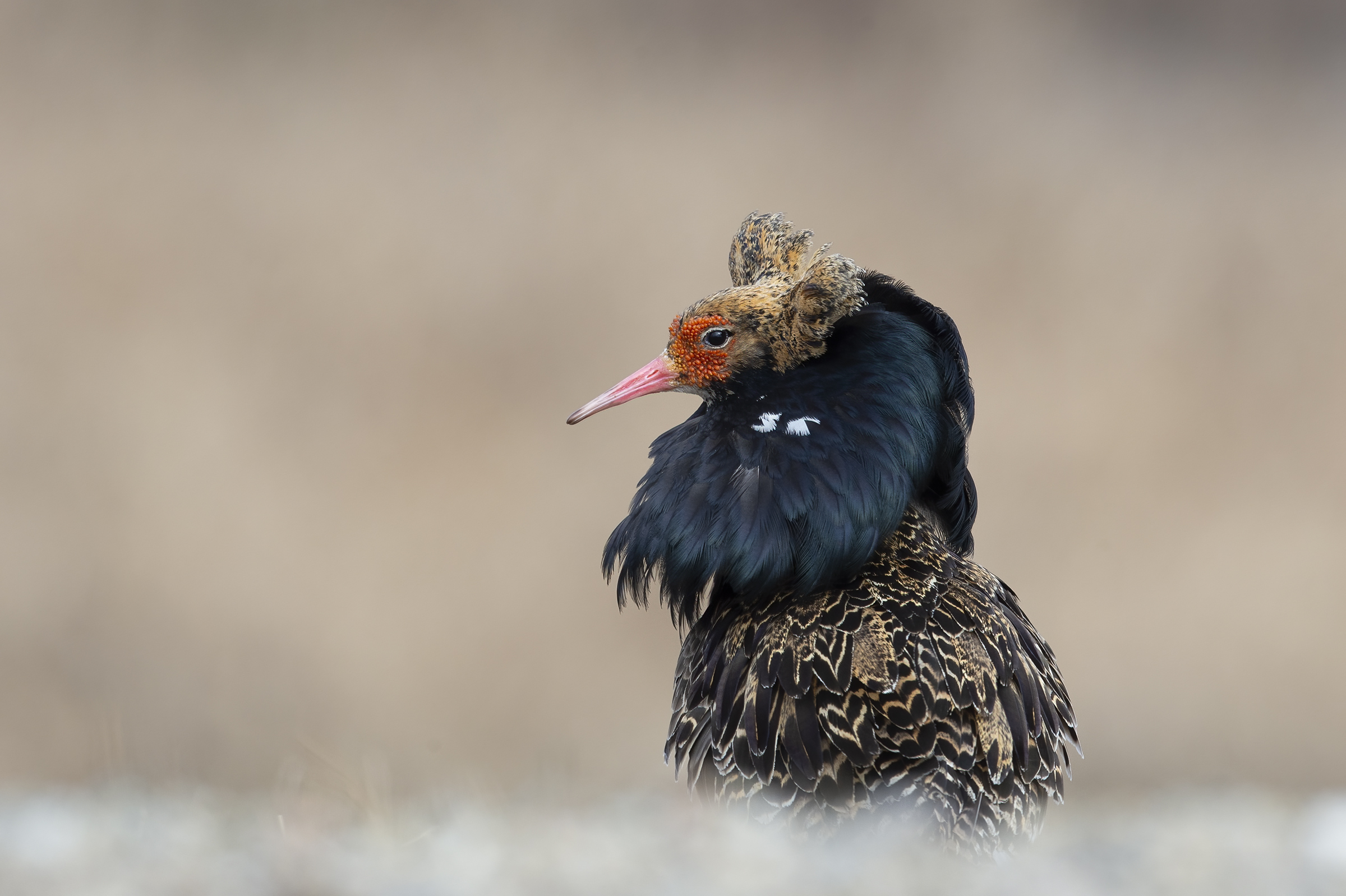 Combattente (Philomachus pugnax)