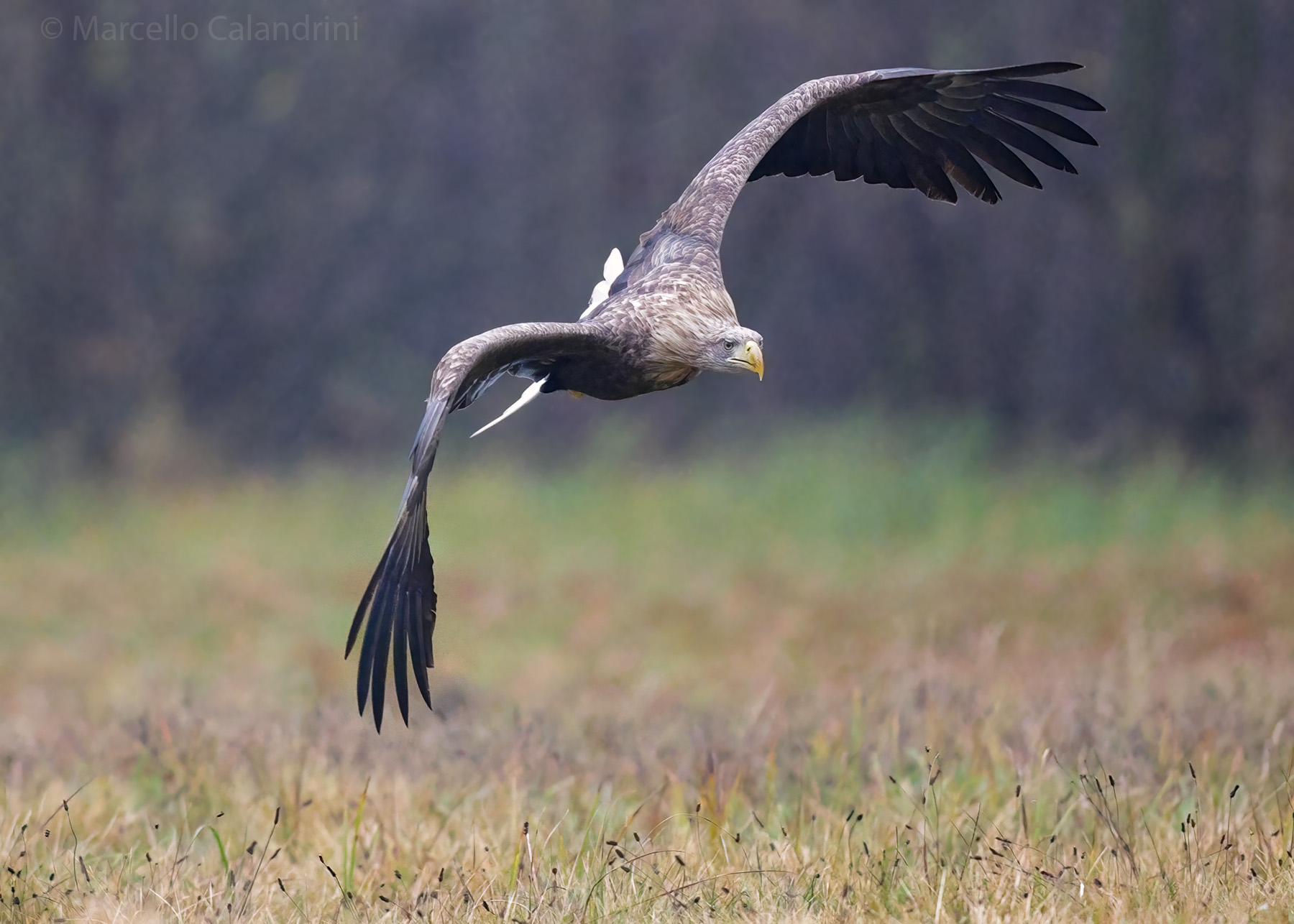White-tailed sea eagle