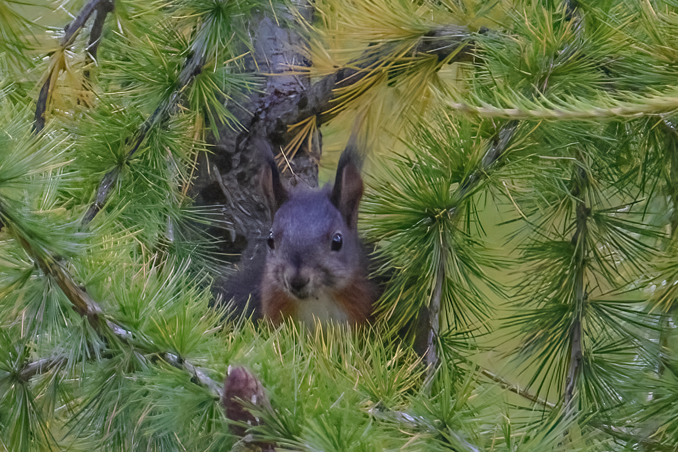 SQUIRREL