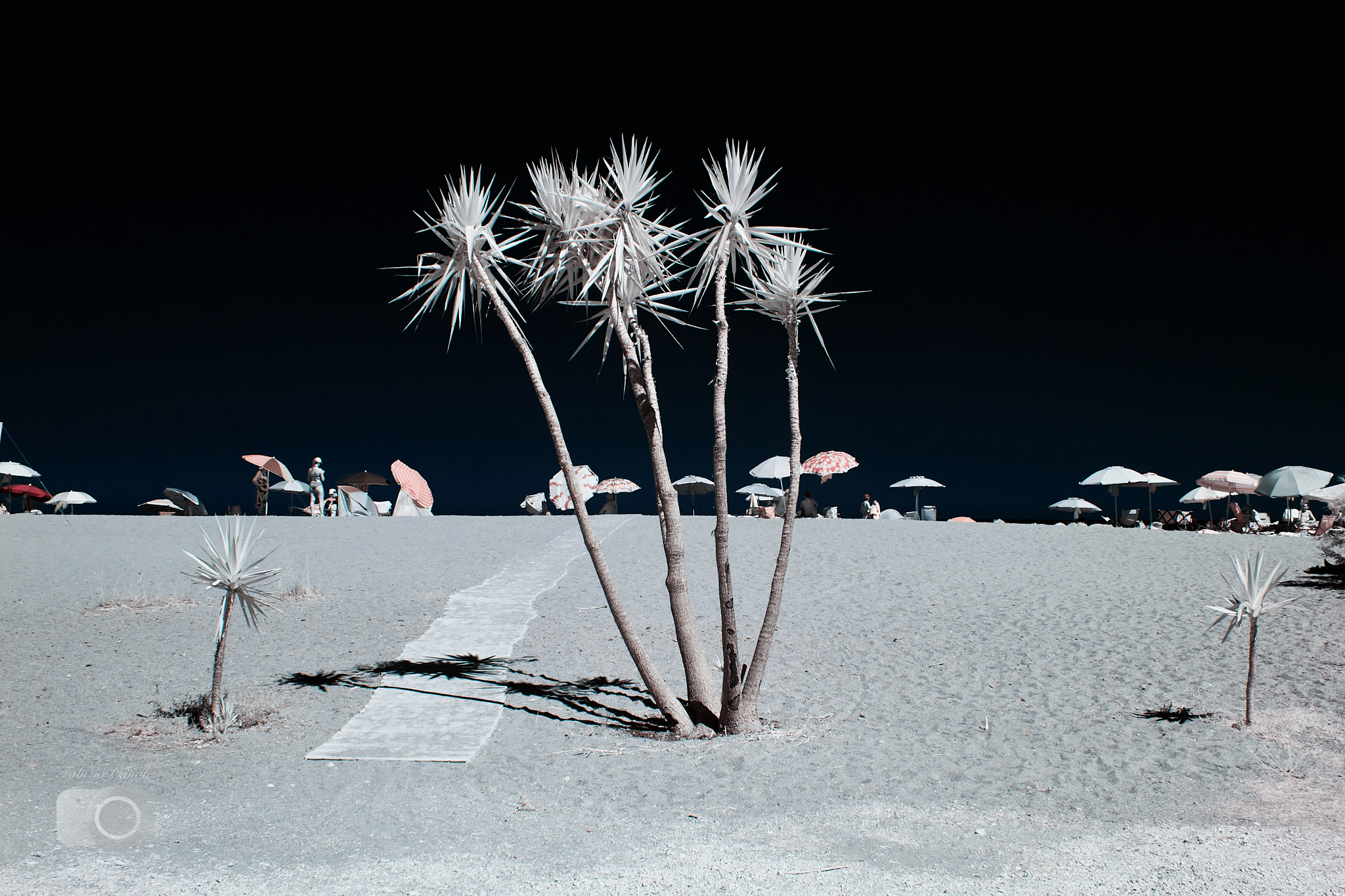 Palm trees on IR beach