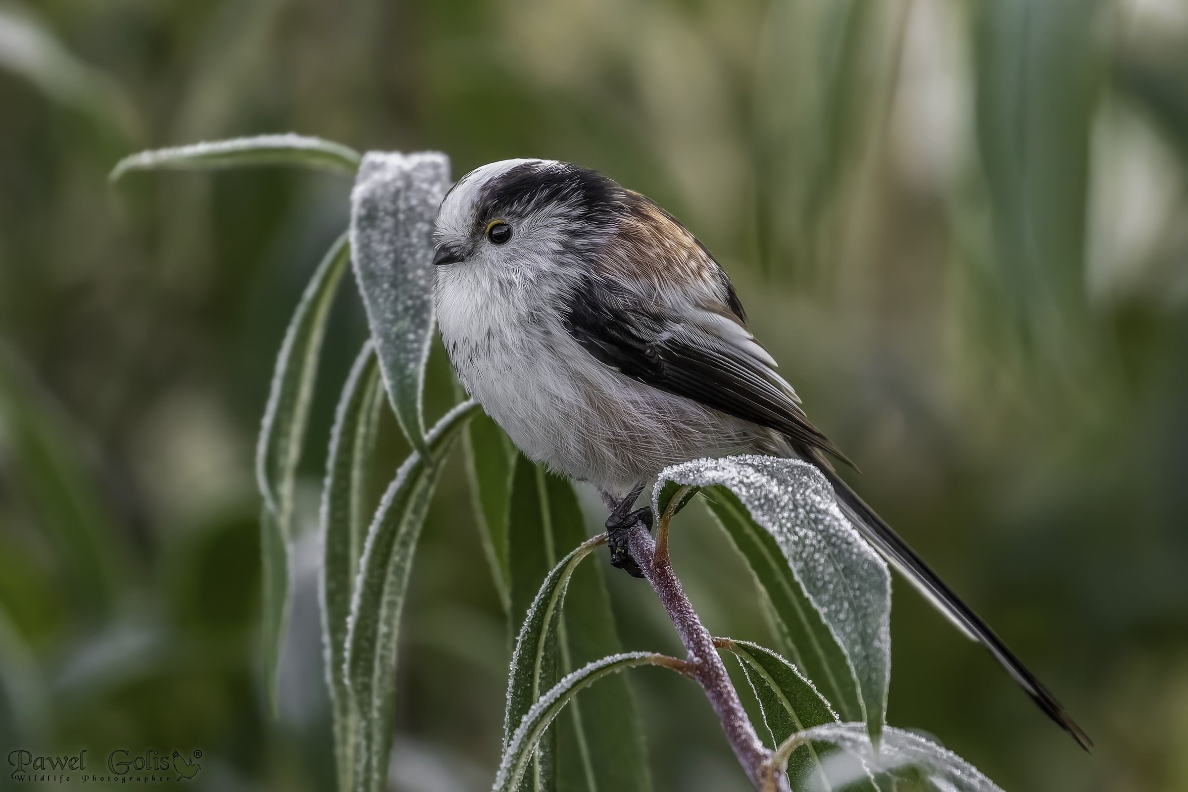 Cinciallegra dalla coda lunga (Aegithalos caudatus)