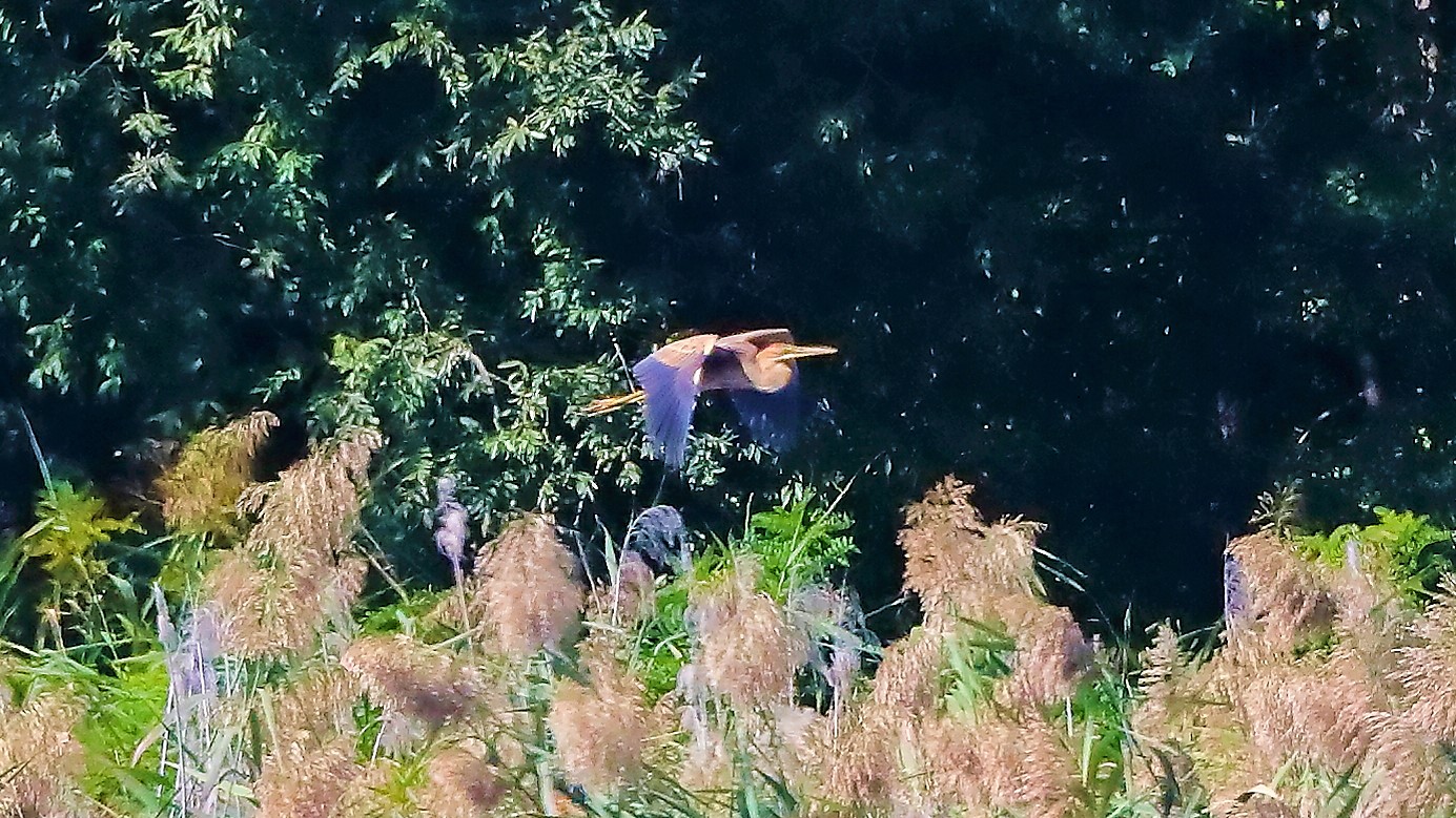 airone rosso 20-09-2022