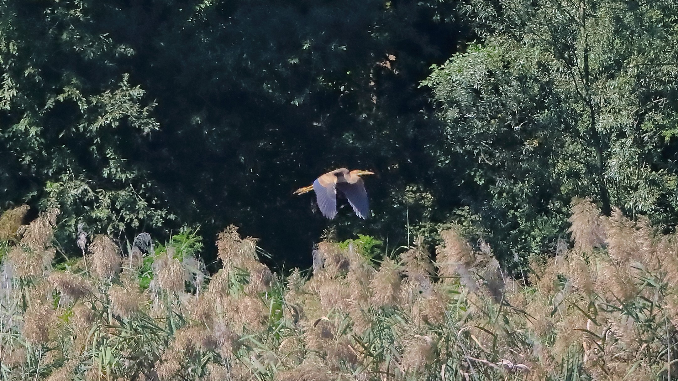 airone rosso 20-09-2022