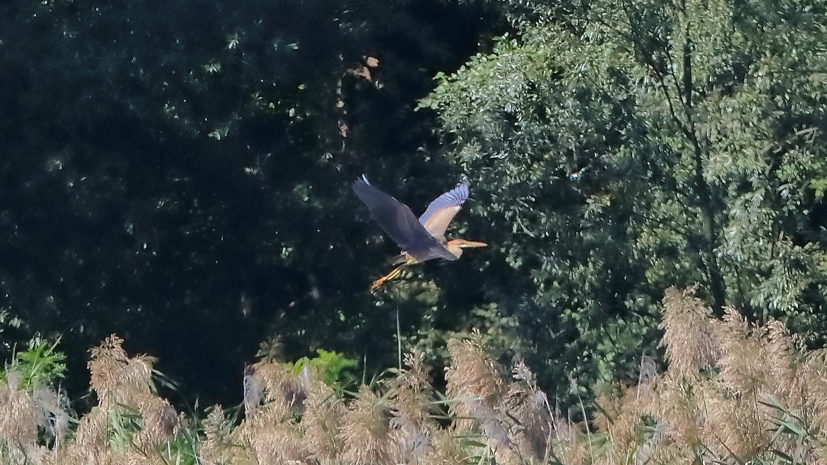 airone rosso 20-09-2022