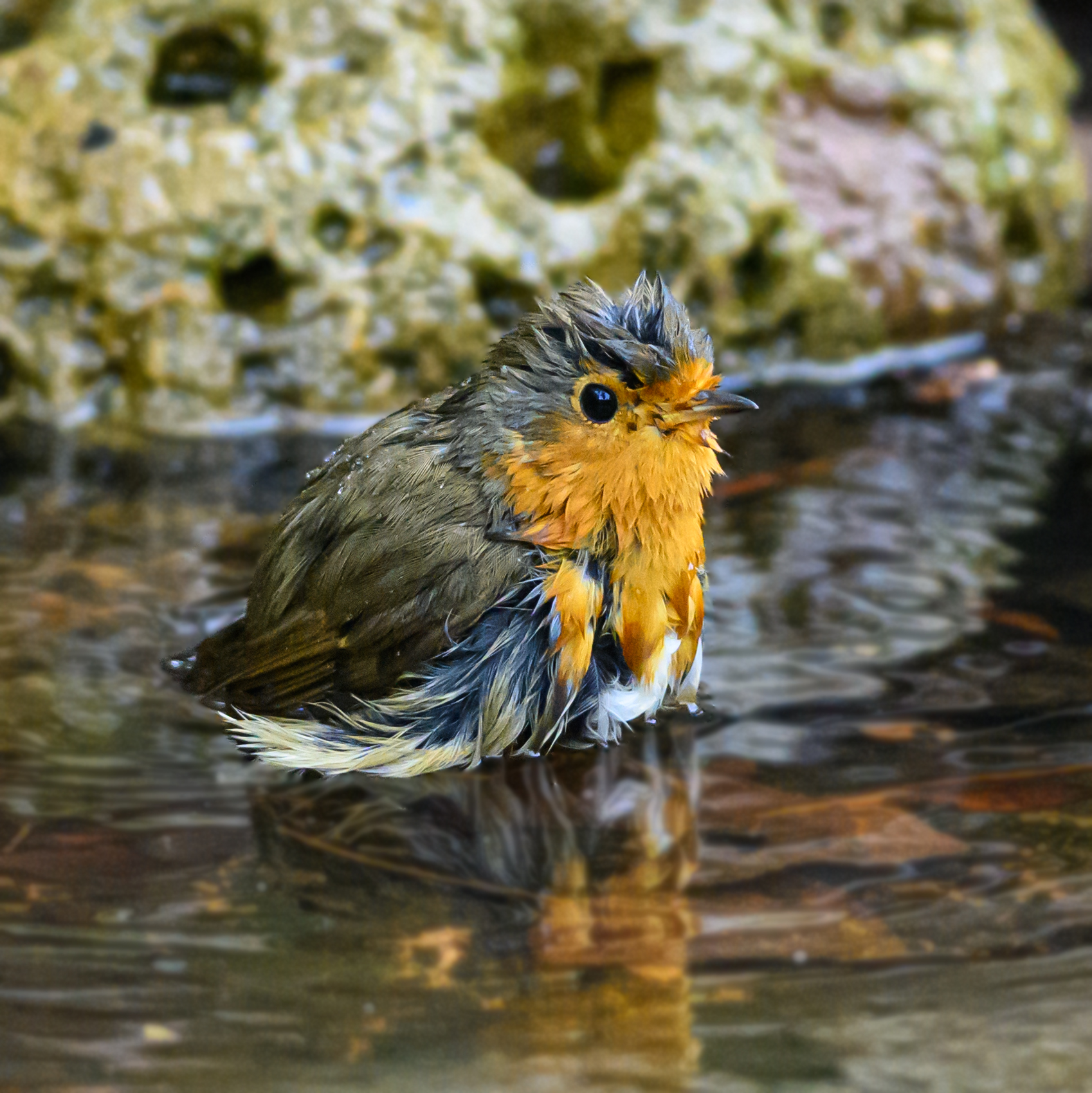 Robin at the bath