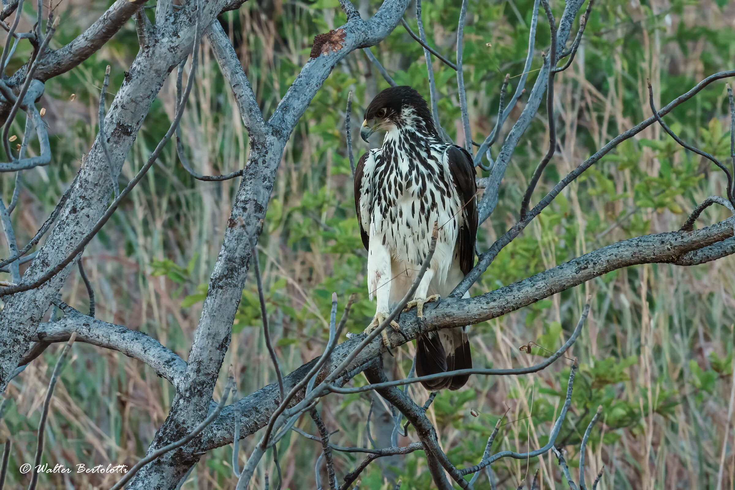 aquila minore africana