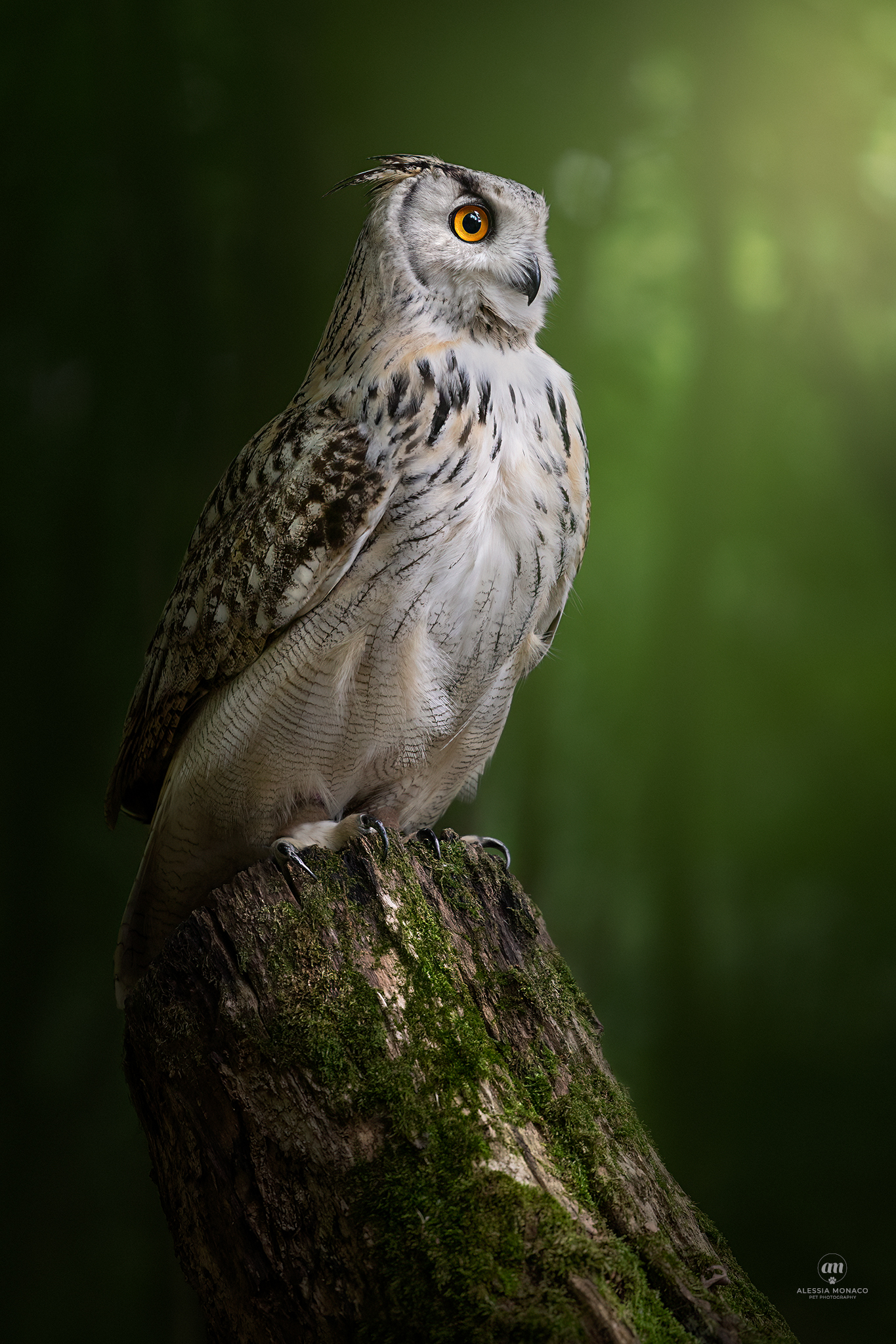 Ian the owl