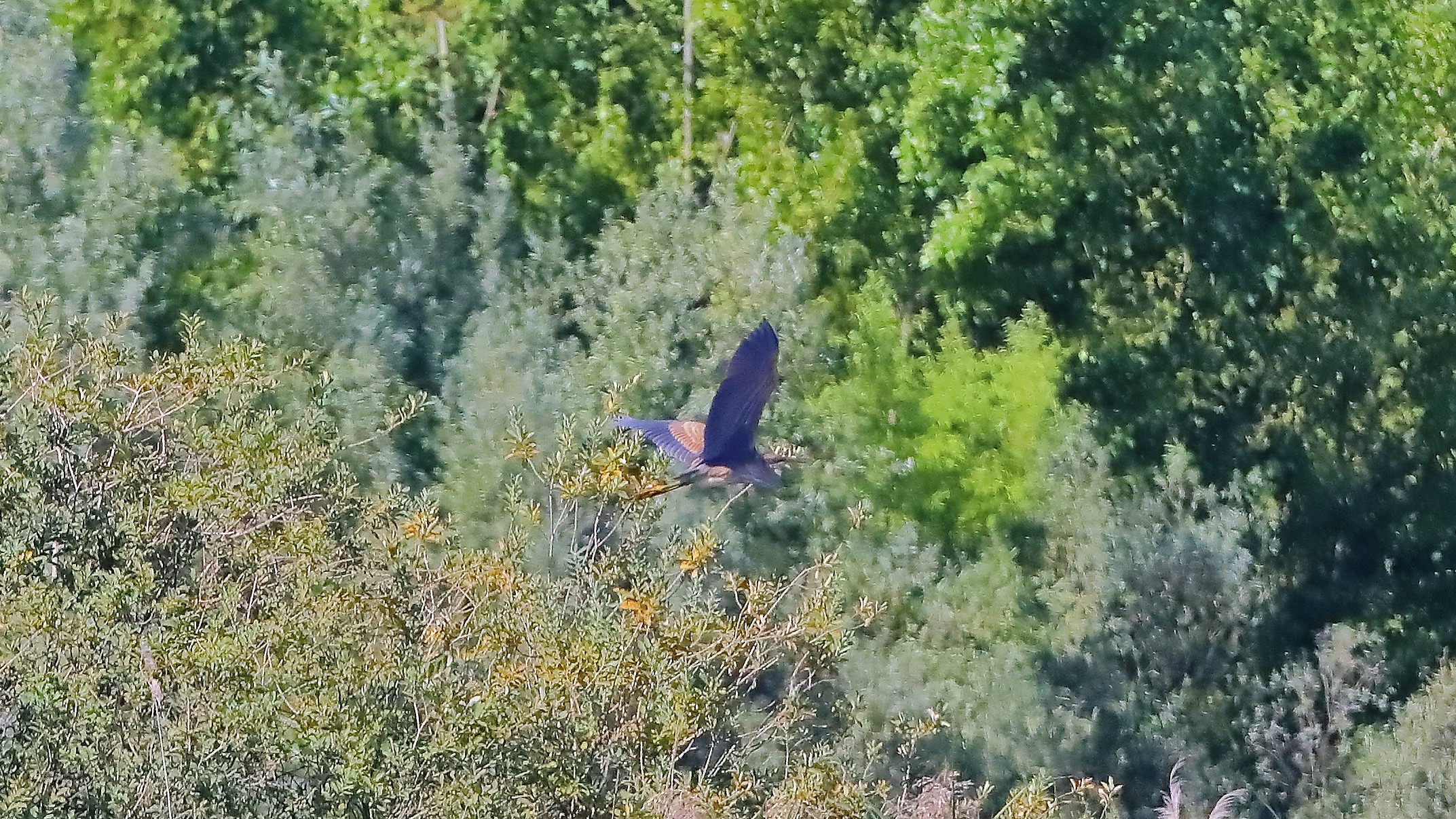 airone rosso 20-09-2022