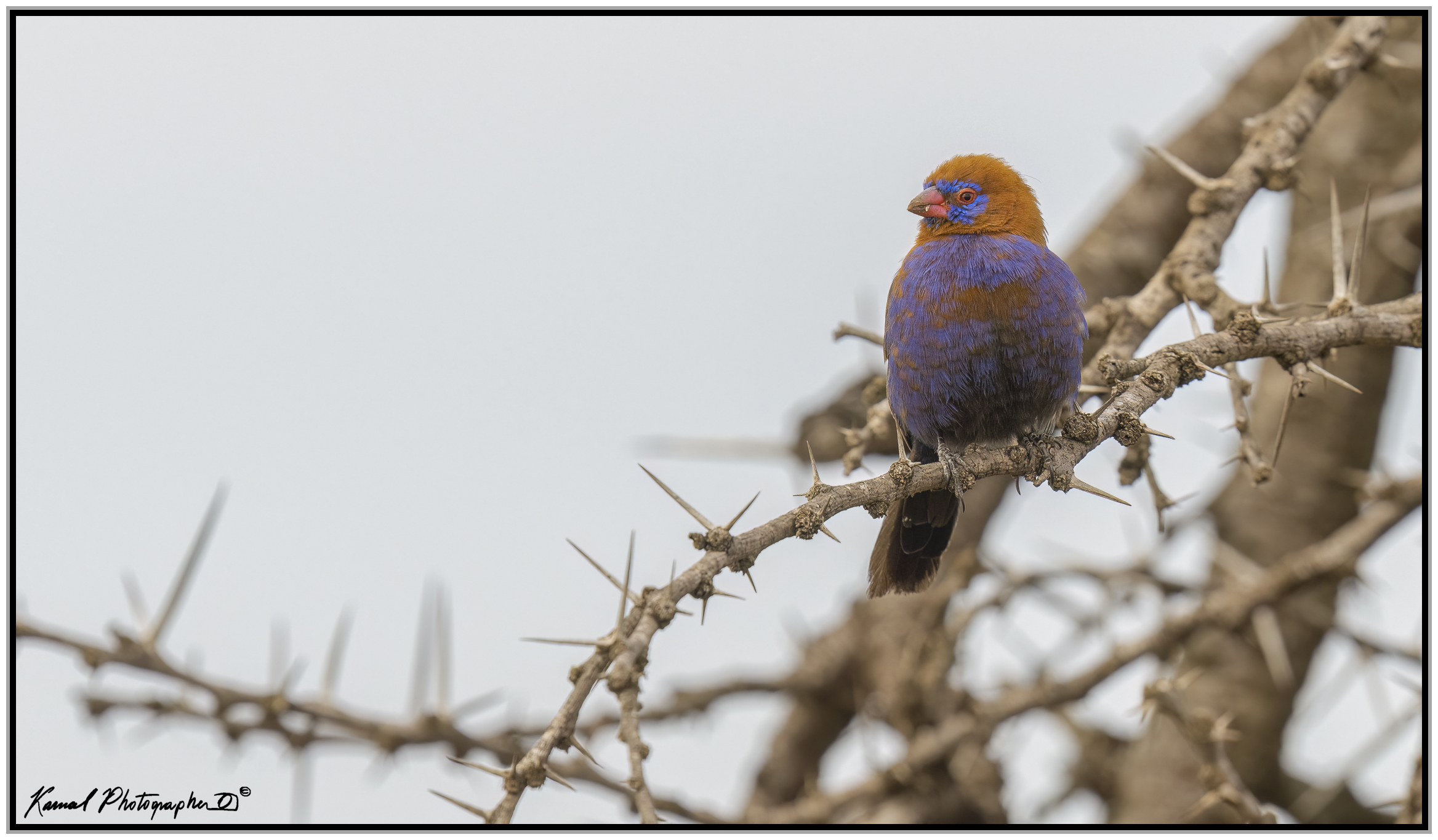 Uraeginthus ianthinogaster