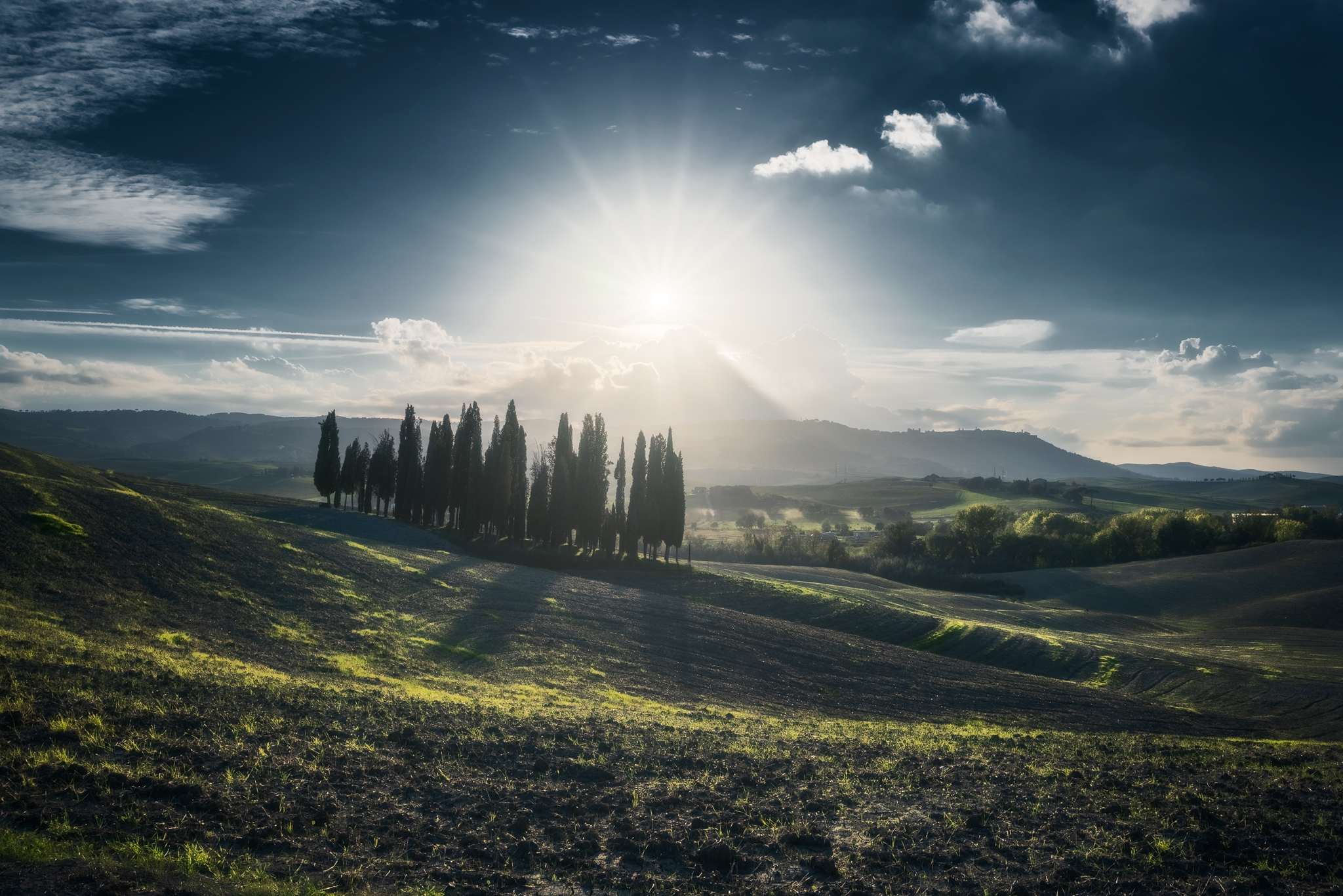 The most mainstream cypress trees in the world
