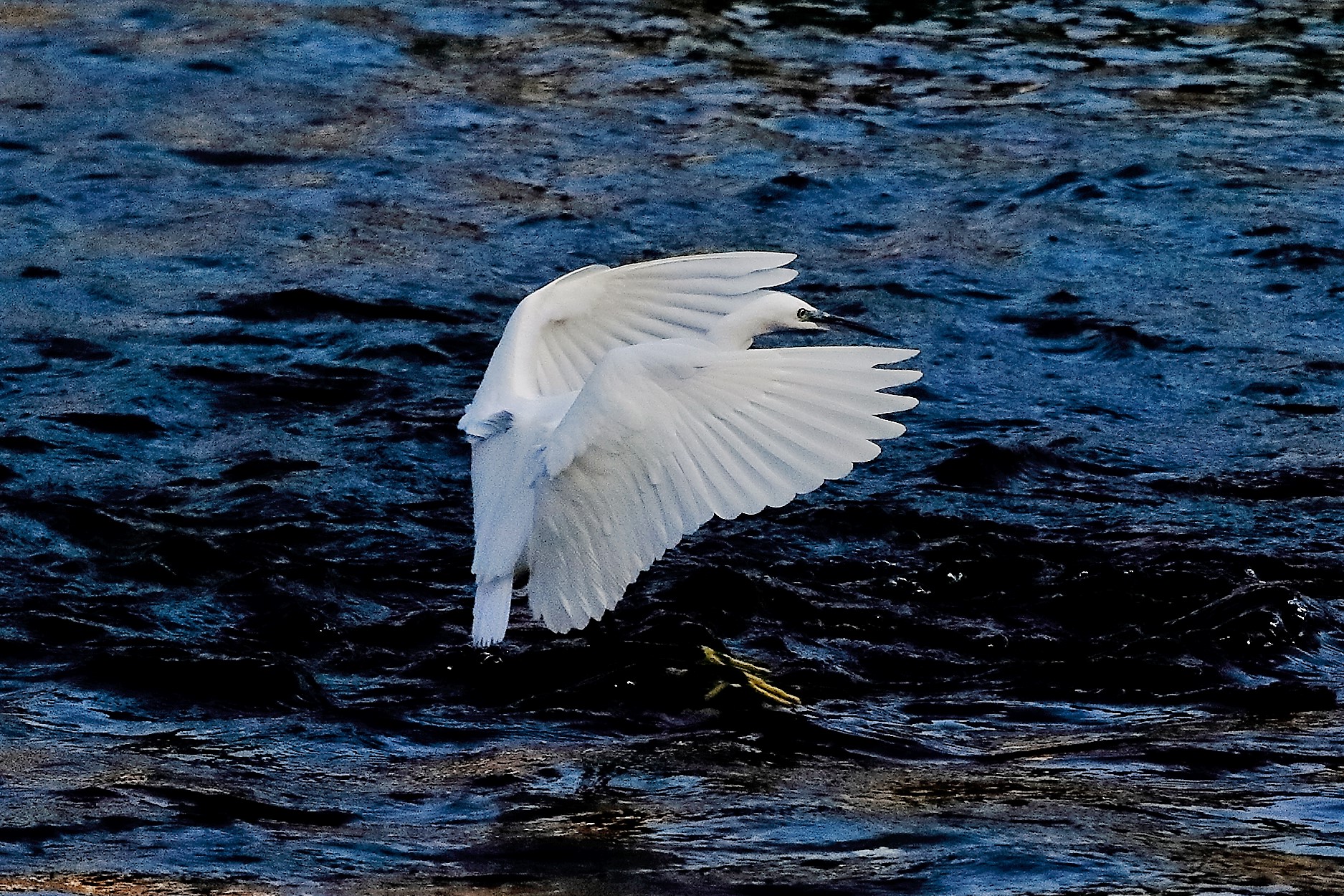 garzetta 19 ottobre 2022