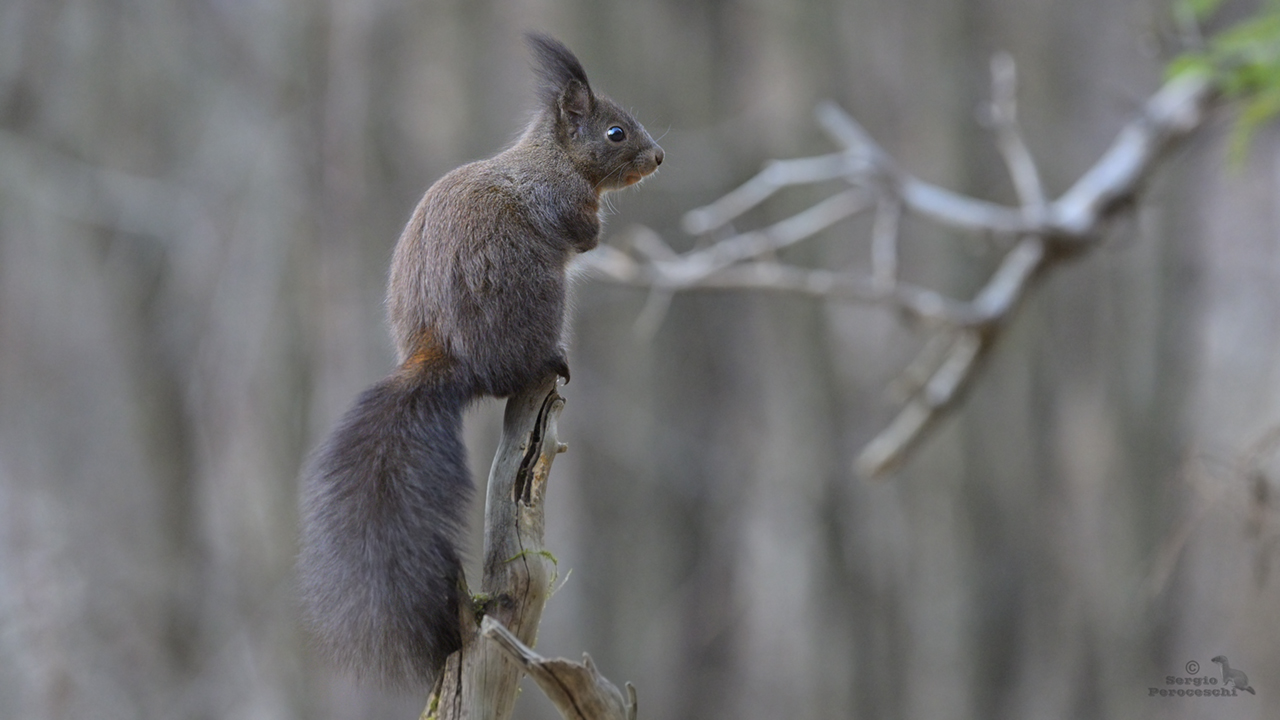 Top to scour the area