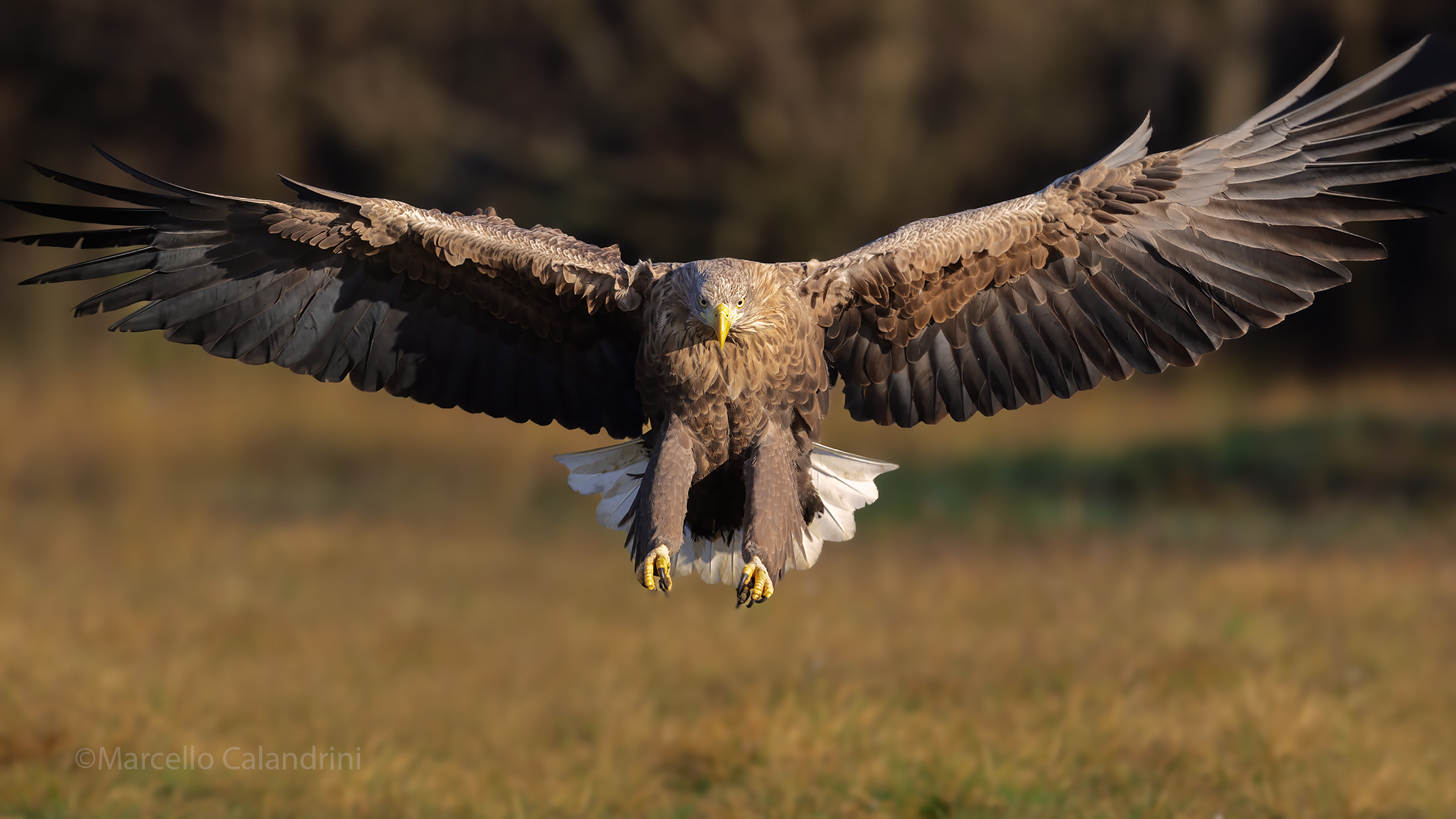 White-tailed sea eagle