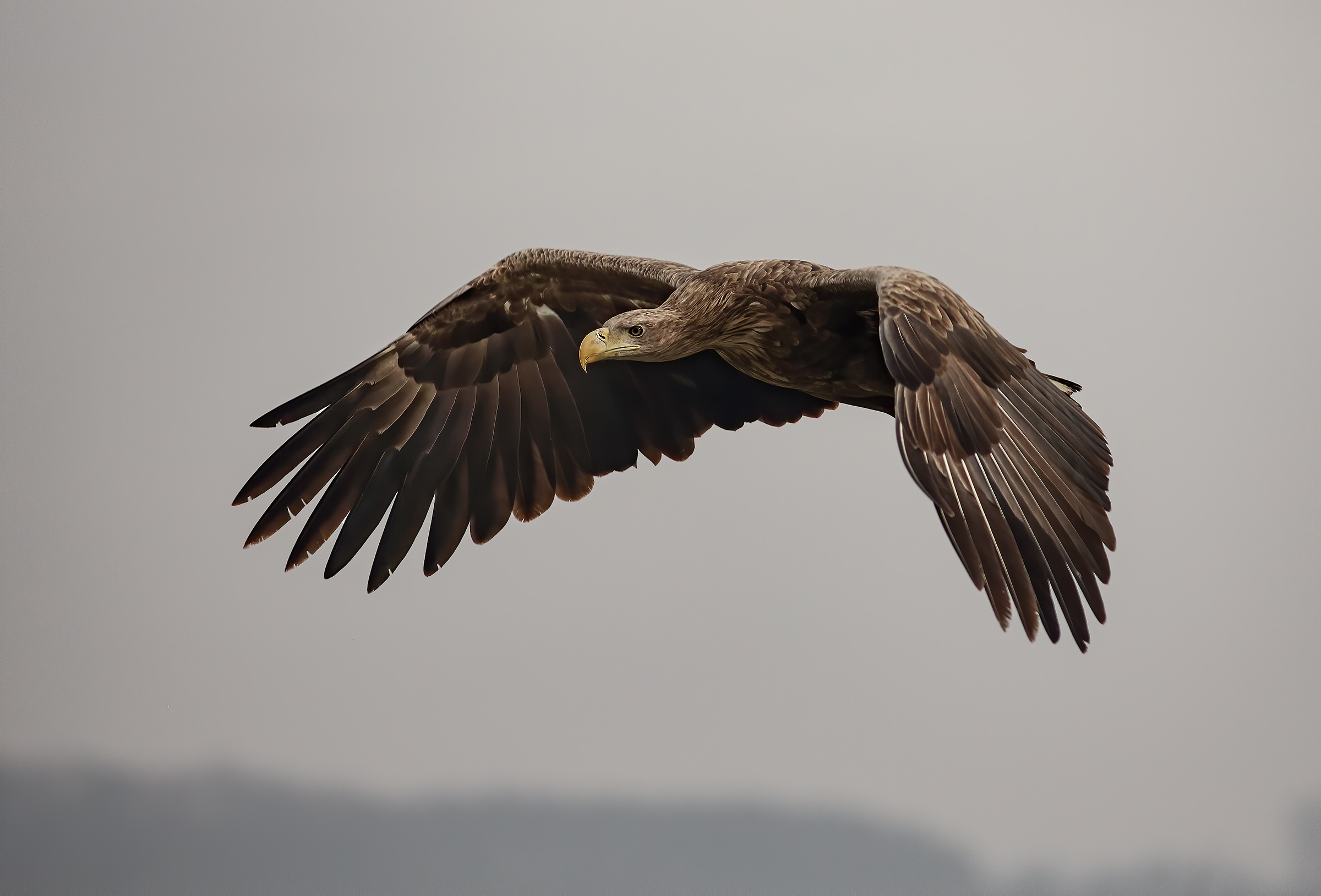 Aquila di mare coda bianca