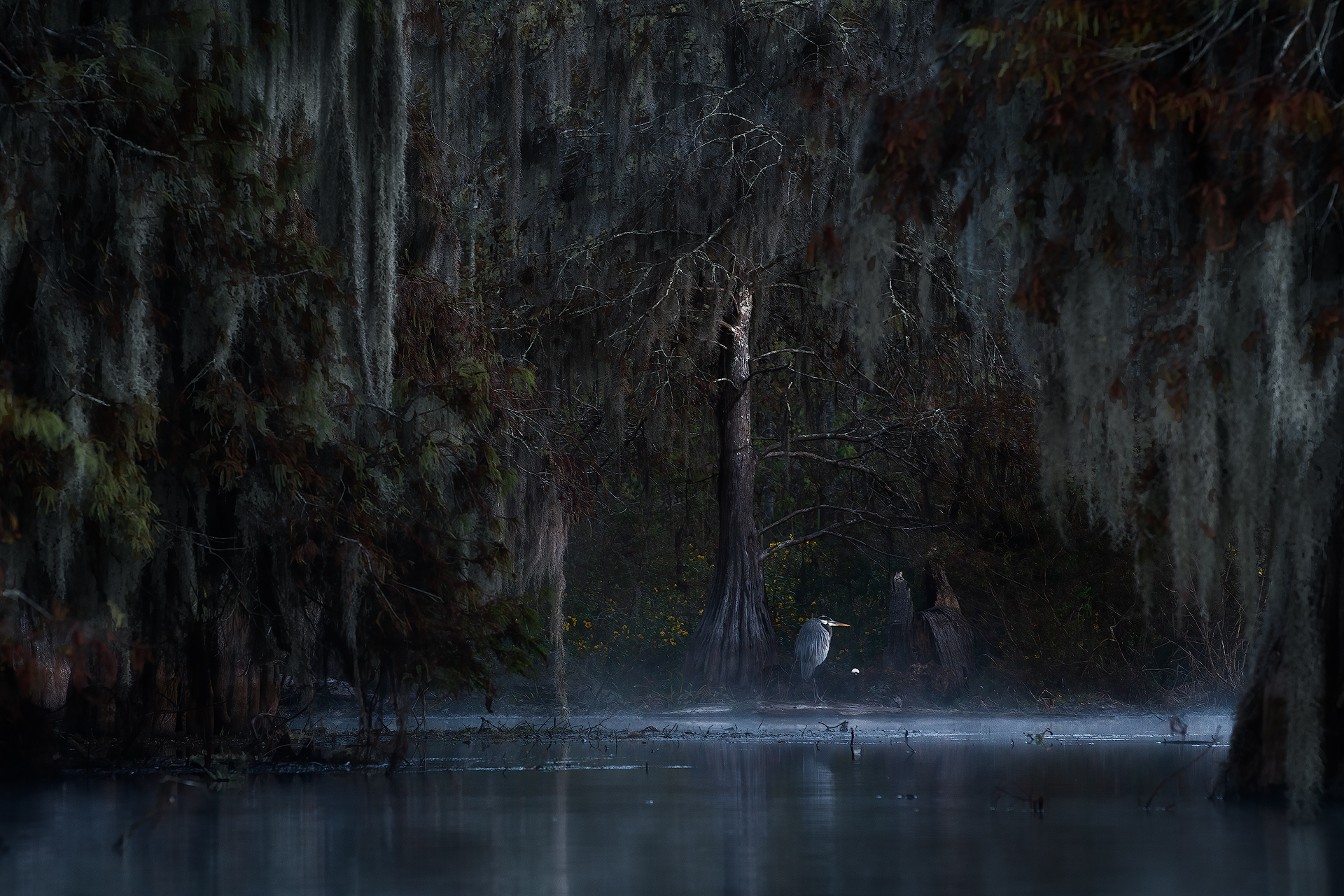 Great Blue Heron