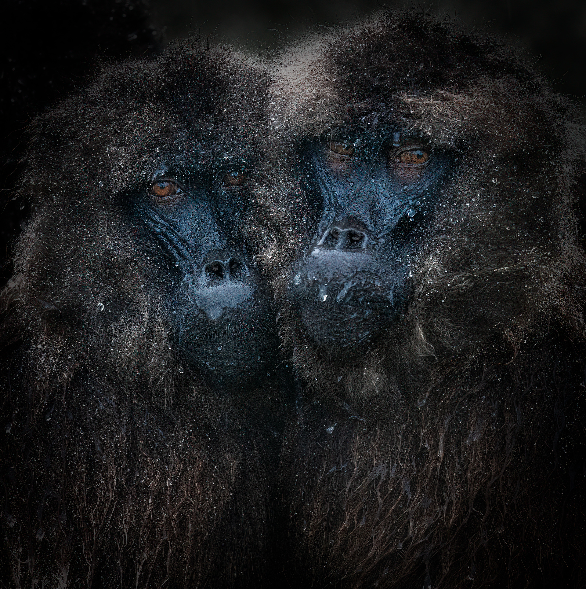 Ritratto di due babbuini Gelada sotto la pioggia