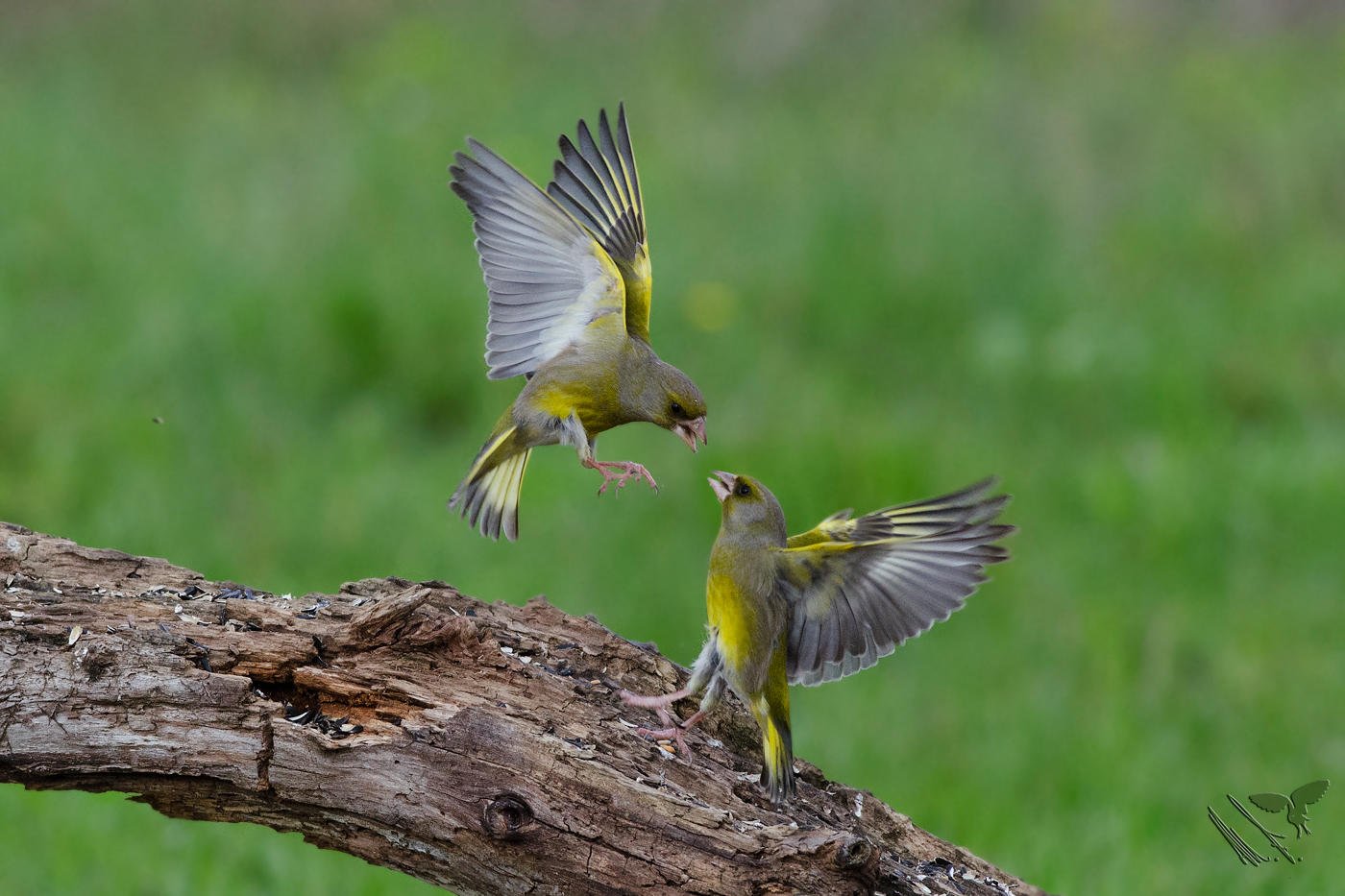Quarrel between bucks