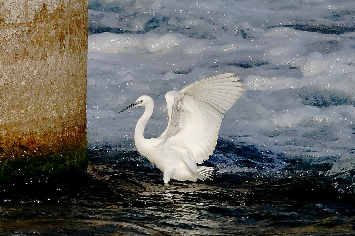 garzetta 19 ottobre 2022