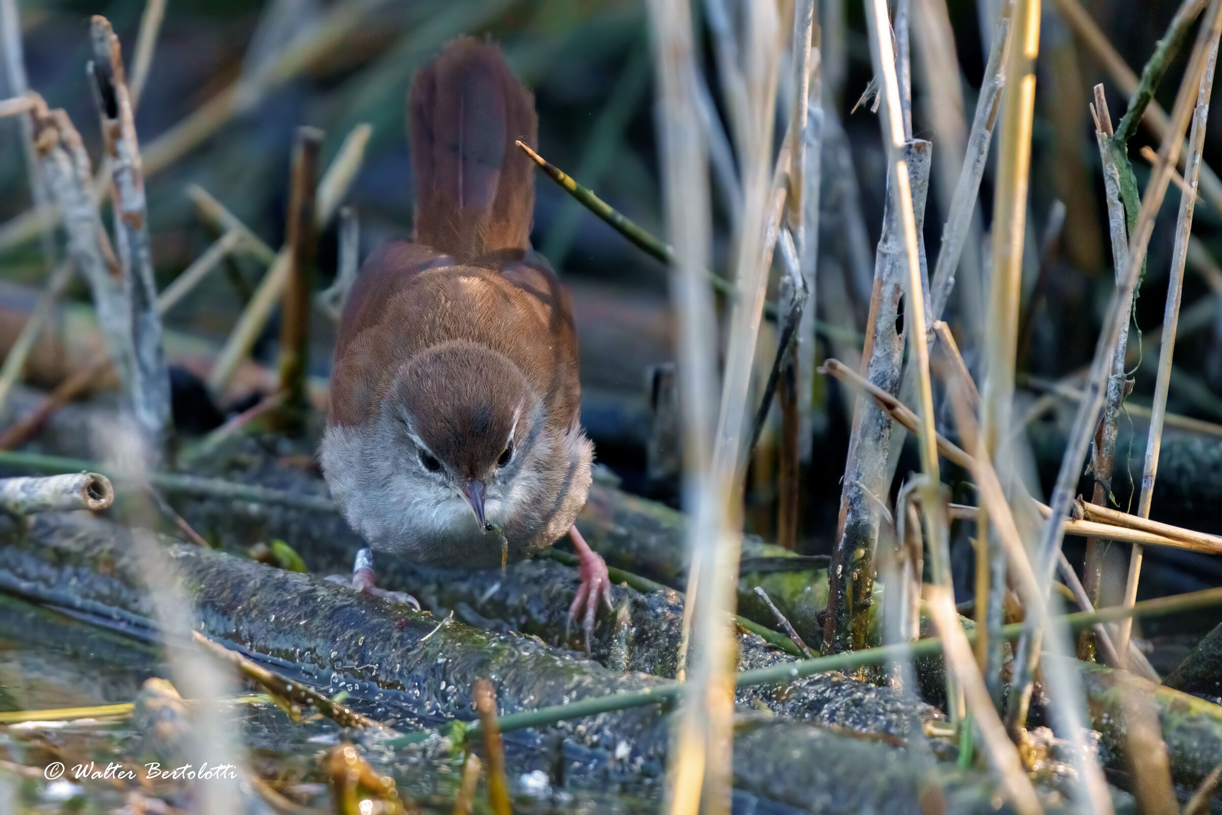 River nightingale hunting