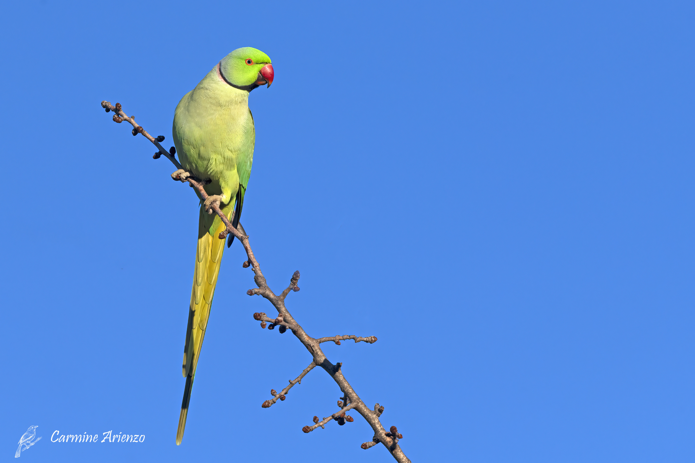 Parrocchetto dal collare