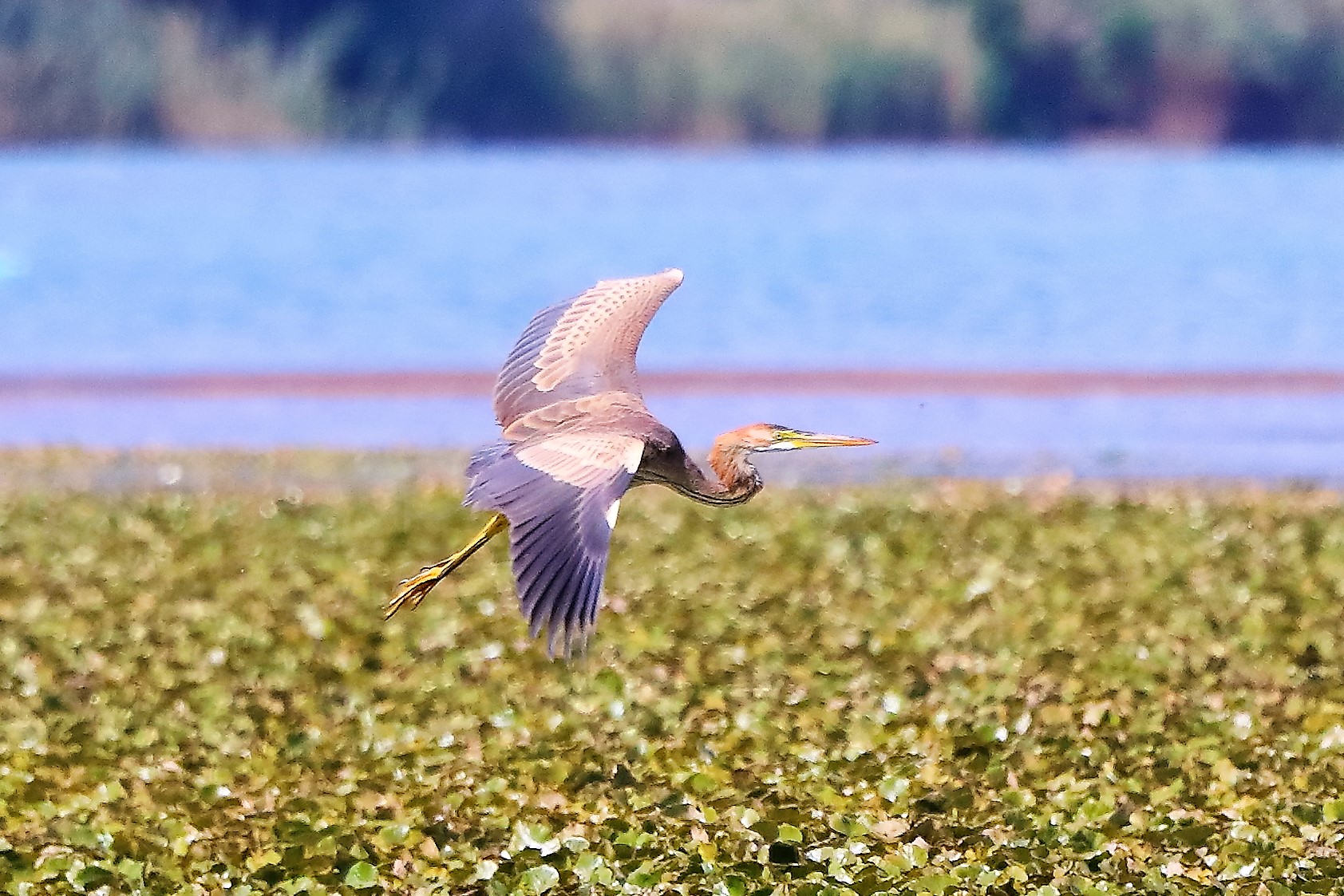 airone rosso 27-08-2022