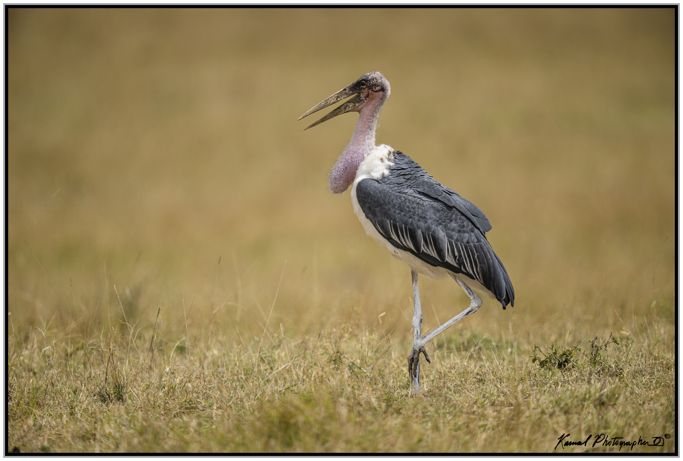 Leptoptilos crumeniferus