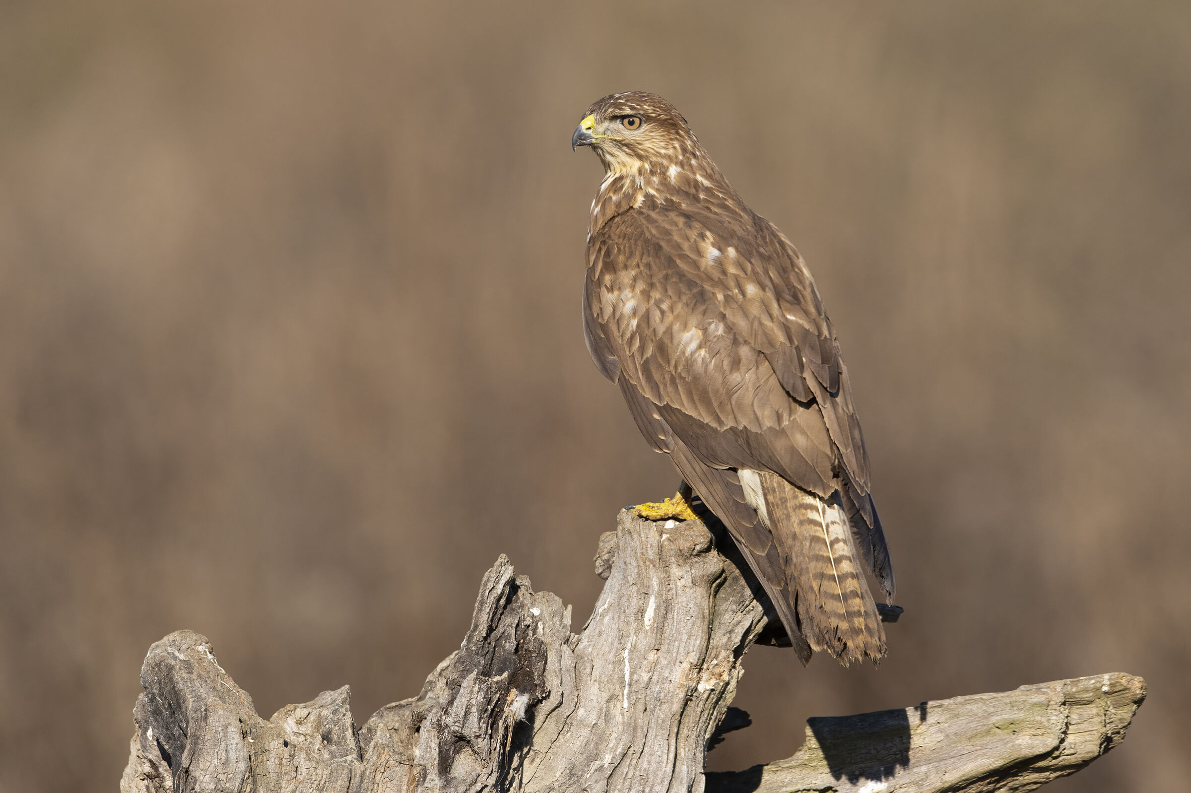 Buzzard (Buteo buteo)